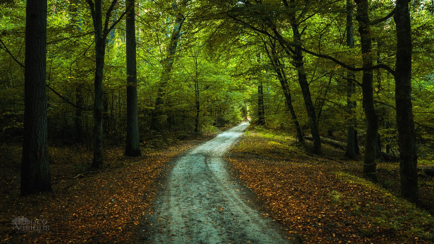 woodland,forest,road,summer,poland, Photo Visions