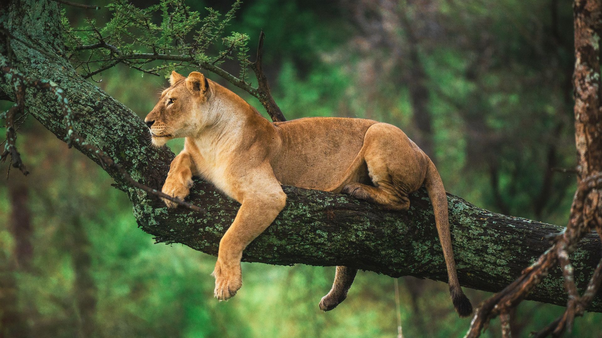 animals lions africa safari travel jungle , Artem Khazov