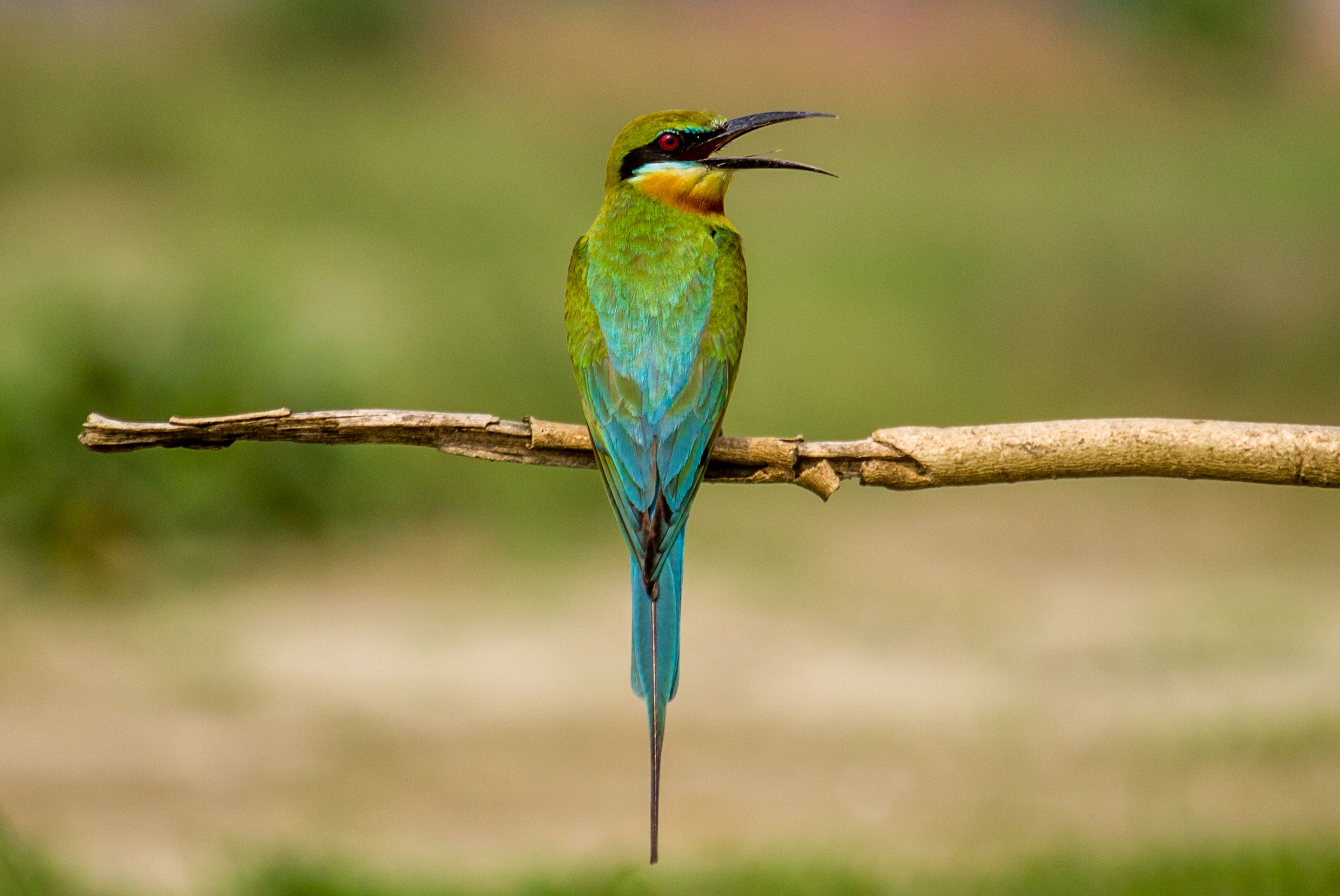 #bird #natgeo #photography #birdphotography #nature #beeeater #green #animal #wildlife, Shadab Ishtiyak