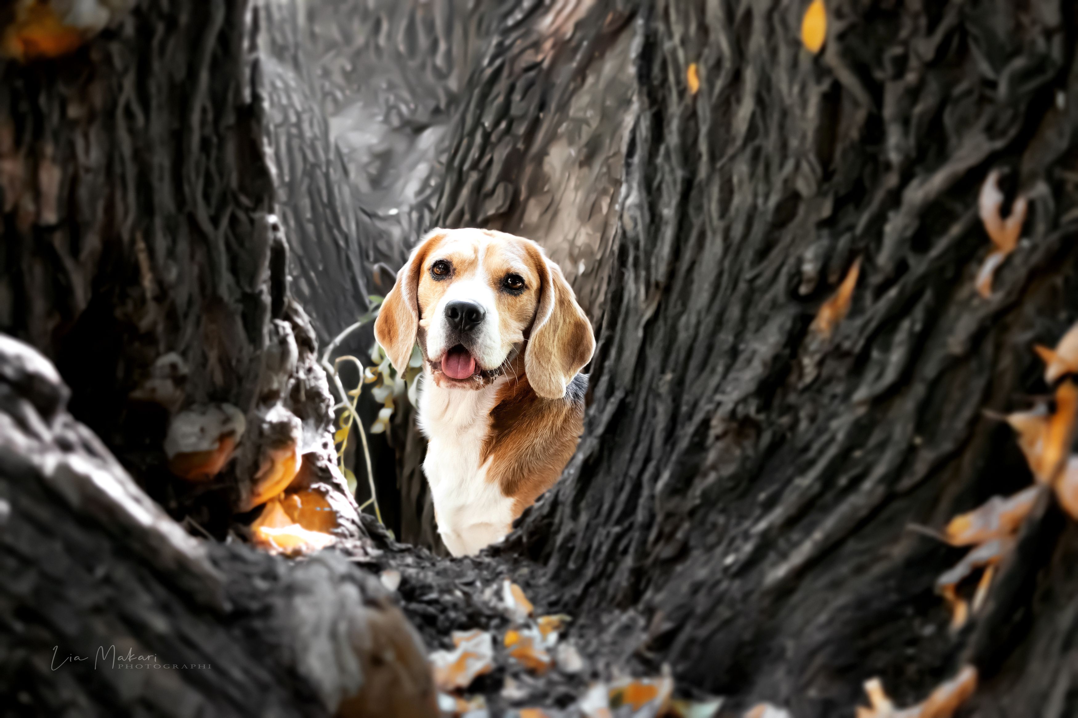 пёс, собака, бигль , лес, природа, осень, Lia Makari
