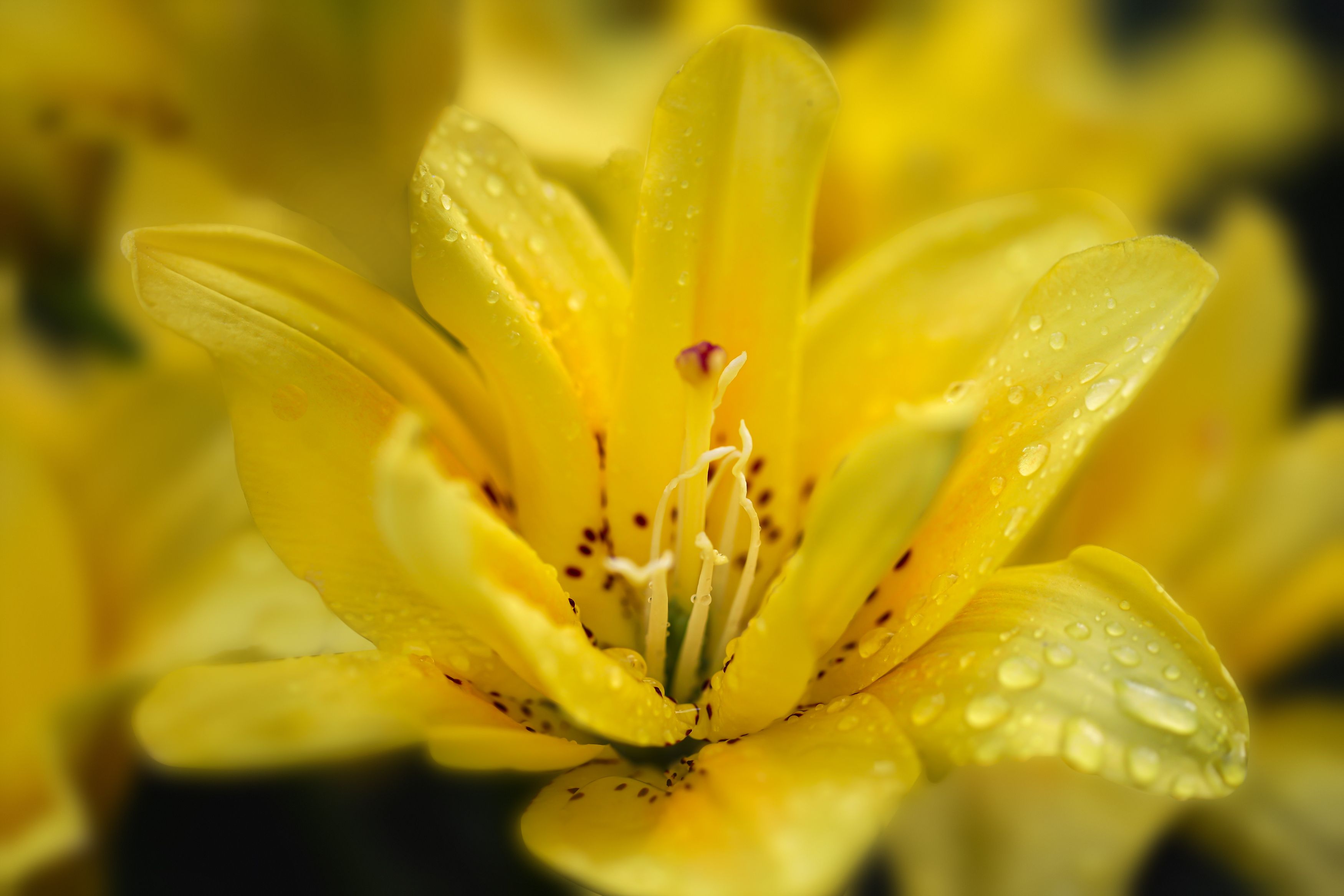yellow rose, flowers, garden, macro, close-up, nature, water drops, DZINTRA REGINA JANSONE