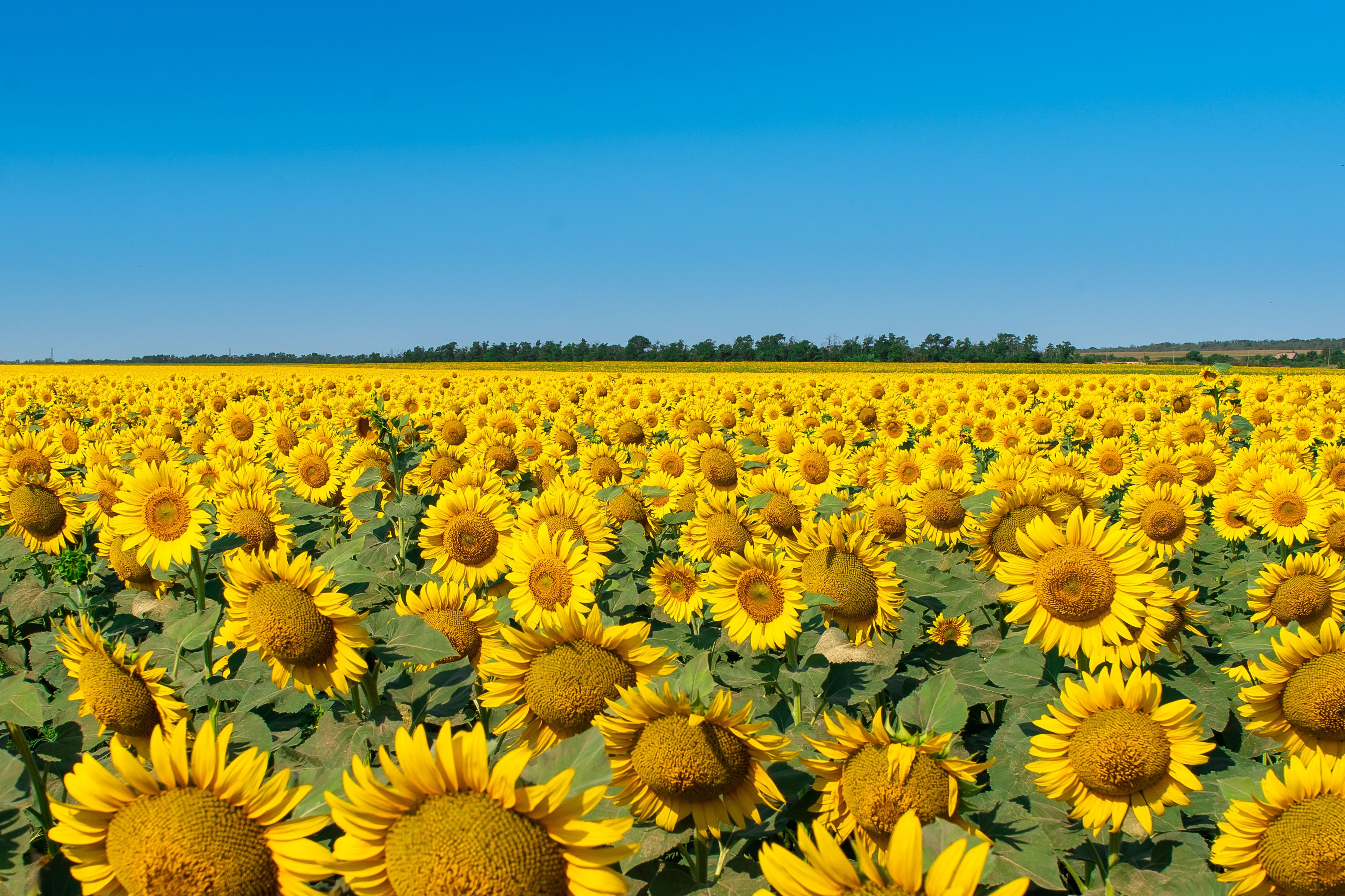 sunflowers,volgograd, russia, wildlife, field, , Сторчилов Павел