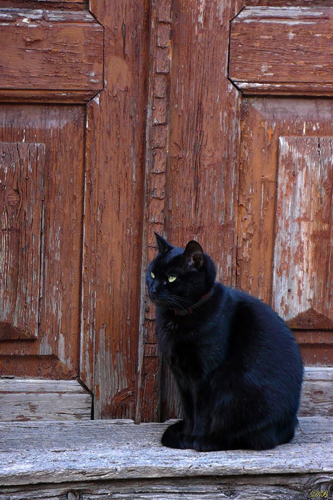 animal, animals, black, brown, cat, cats, door, guardian, nature, photography, street, town,, Dr Didi Baev