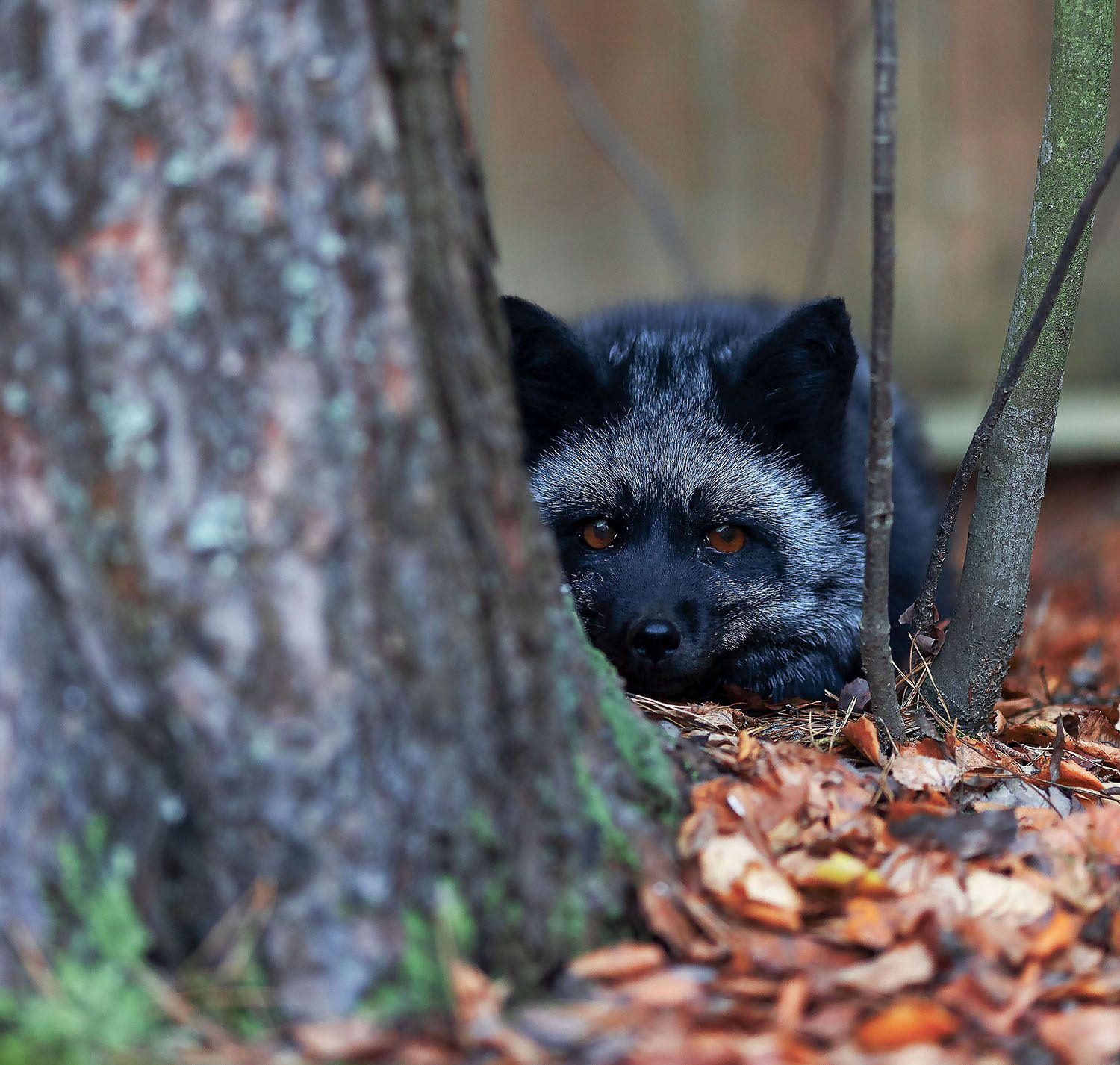 лиса,красотка,чернобурая,охота,осень,fox, beautiful, hunter, autumn, nature, Yulia Stukalova