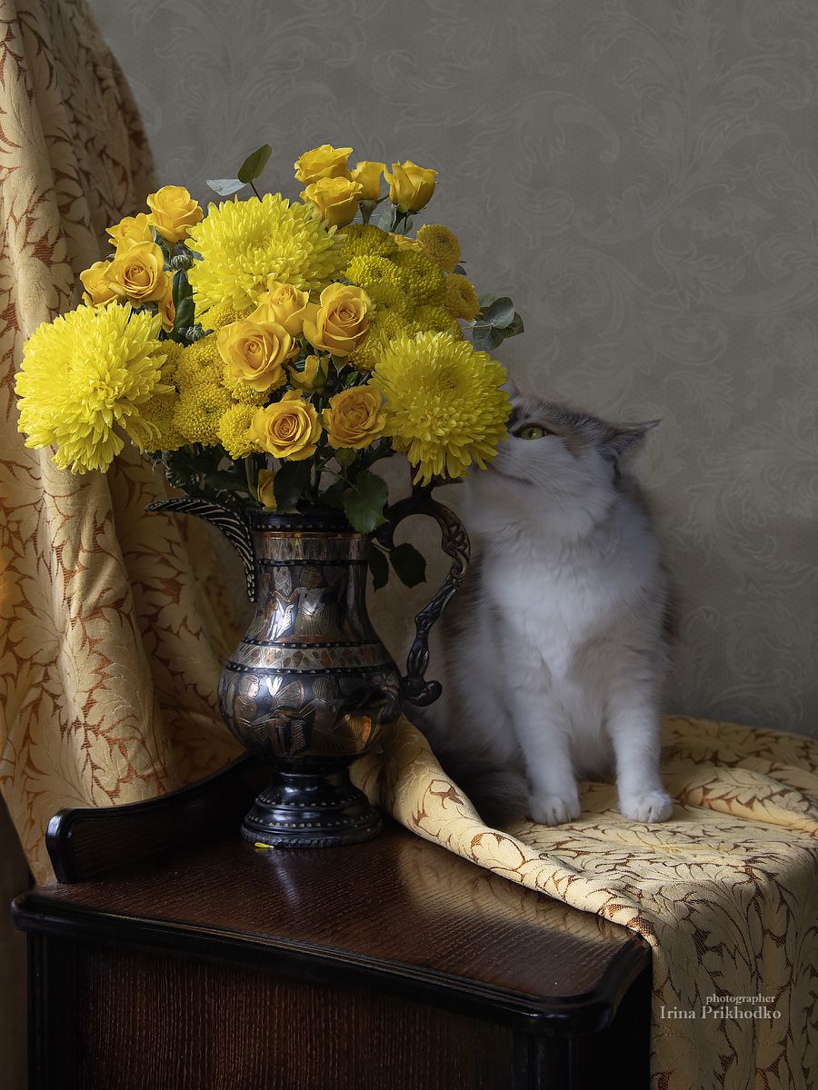 натюрморт, цветы, желтые цветы, букеты, кошка, домашние питомцы, Приходько Ирина