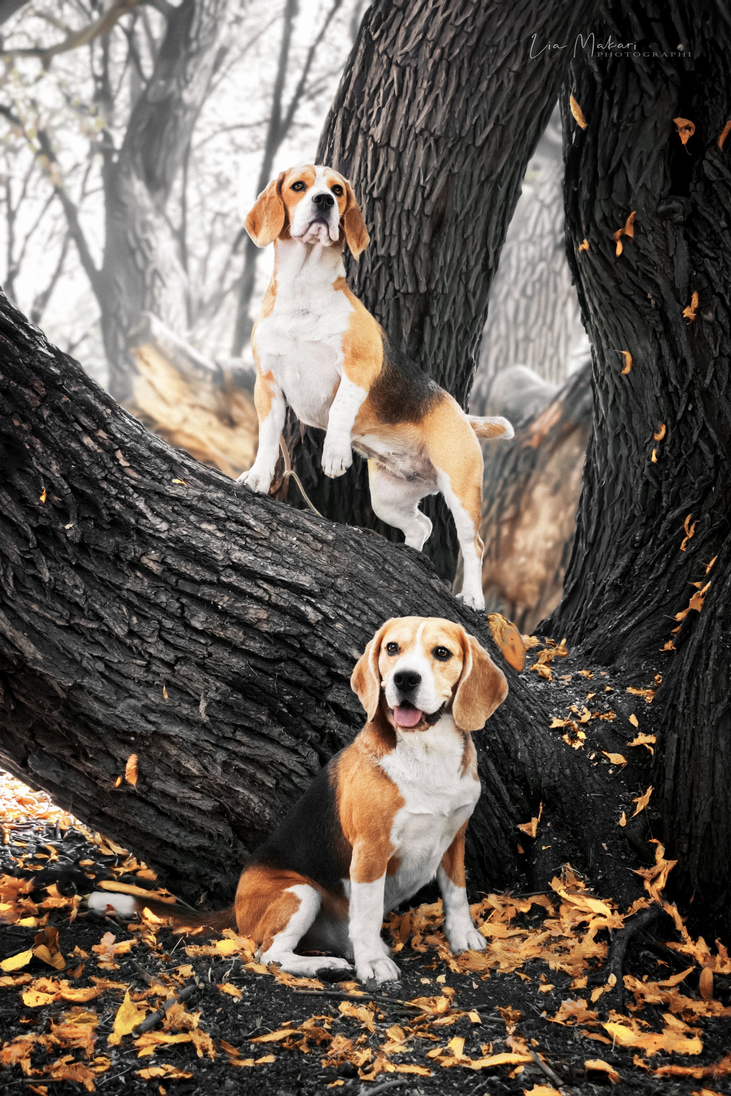 Собака, пёс, бигль, лес, осень, дерево, Lia Makari