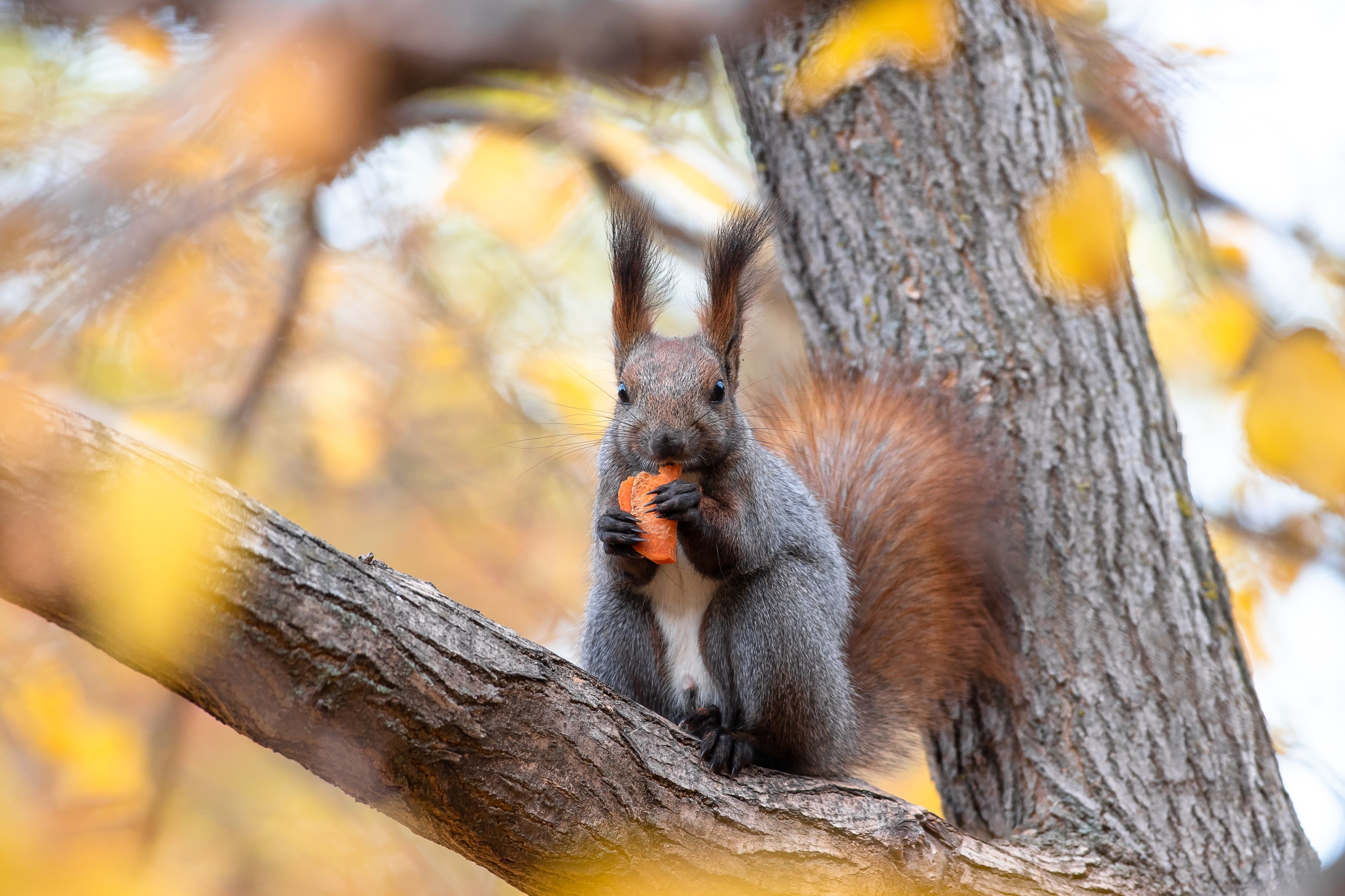 Squirrel, autumn, fall, volgograd, russia, wildlife, , Сторчилов Павел
