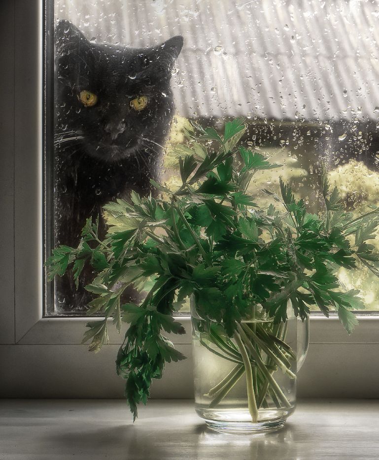 деревня, кот, дождь, окно, лето, Alexandr Zypin