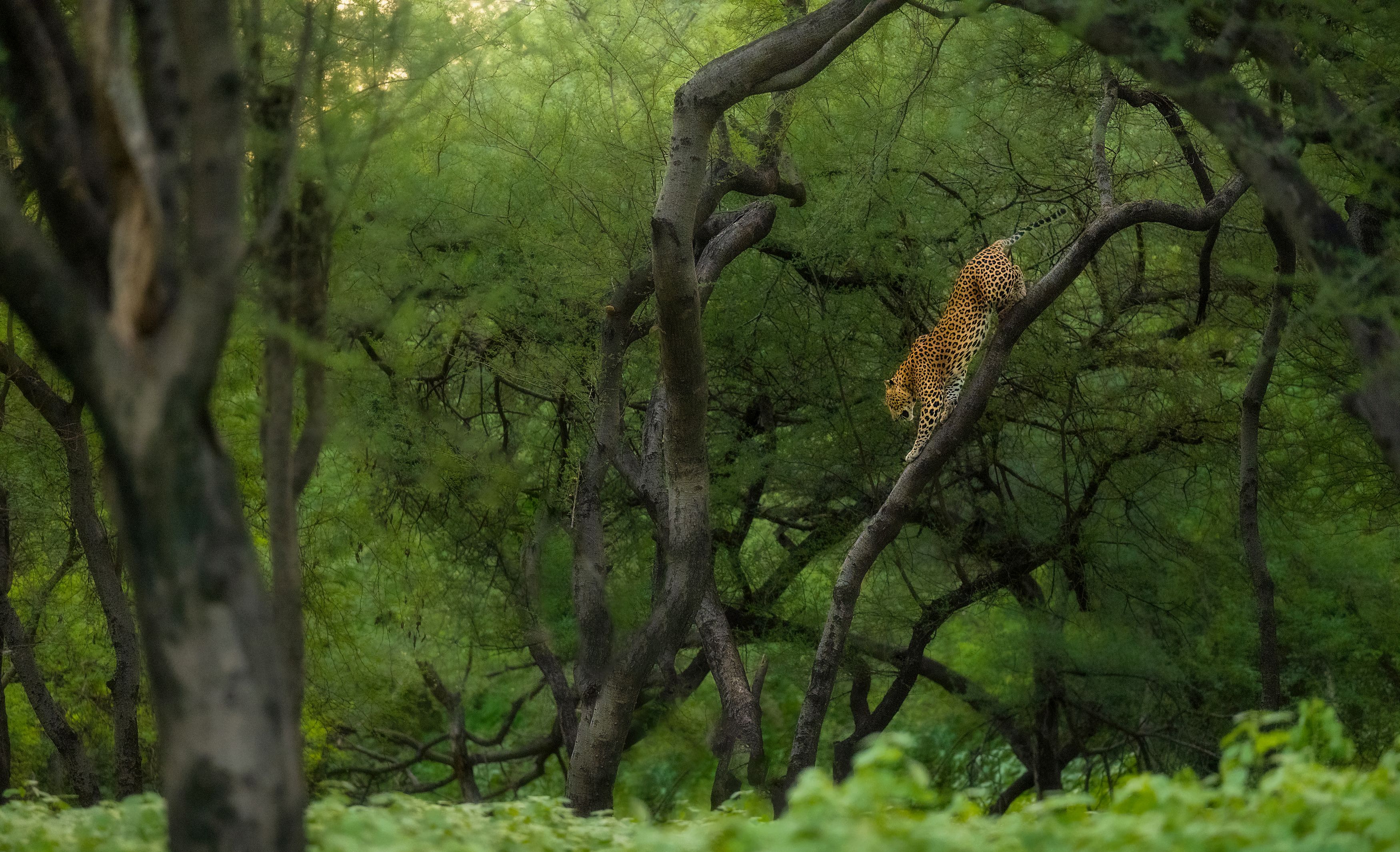 leopard, animal, nature, wildlife, wild, Jayanta Guha