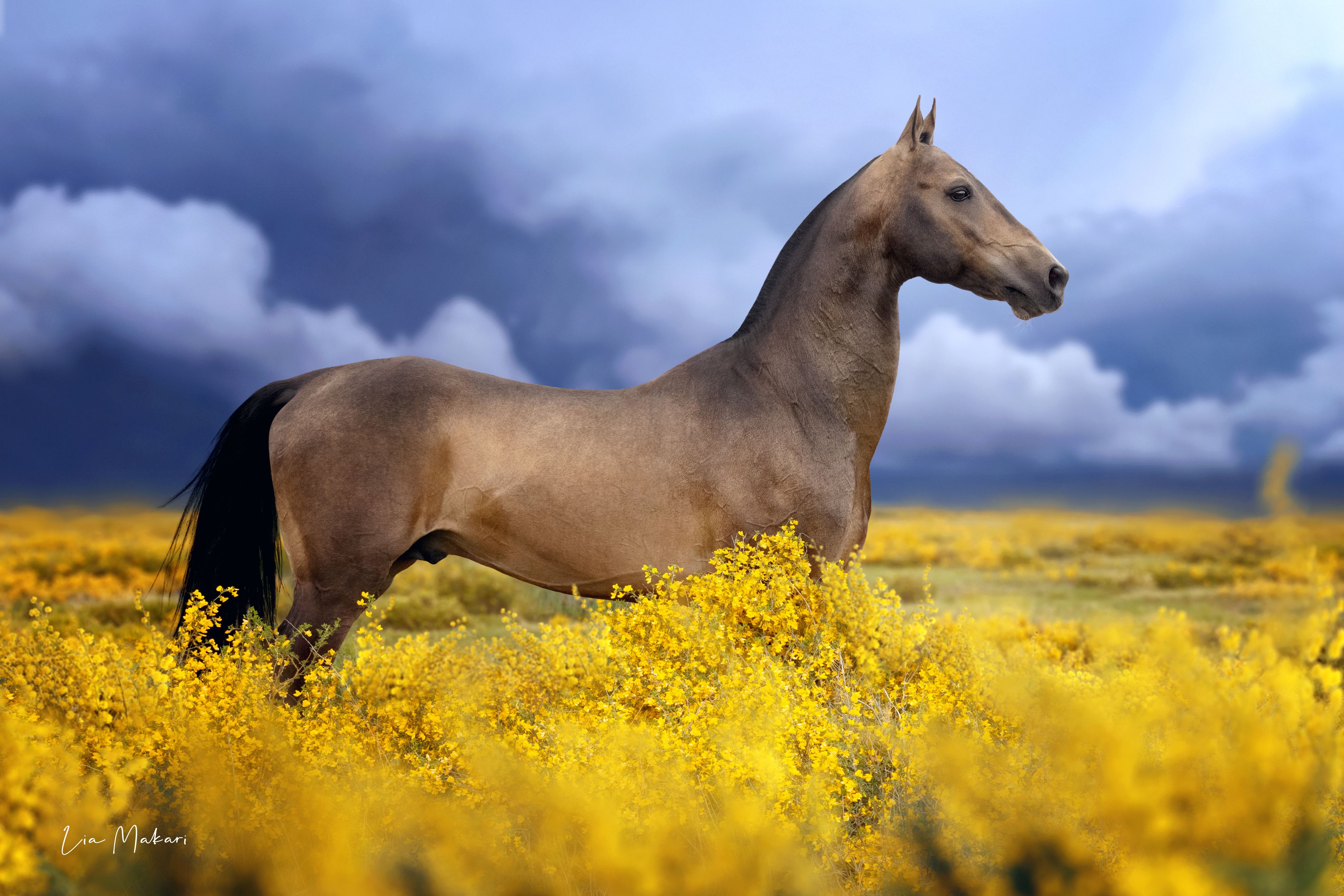 Лошадь, лошади, поле, цветы, степь, ахалтекинец, horse, horses, небо, Lia Makari
