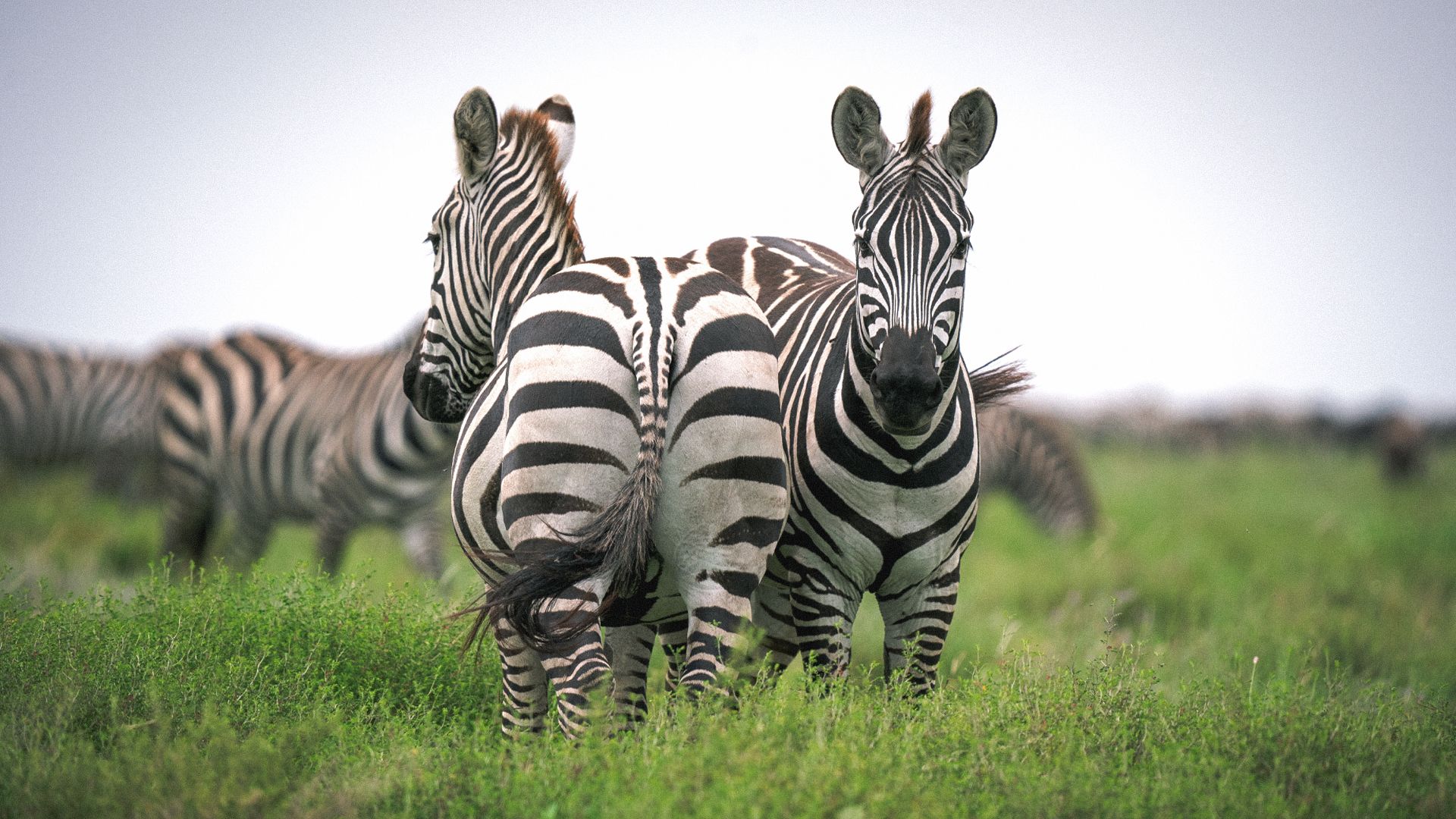 Animals Zebras Safari Africa Tanzania , Artem Khazov