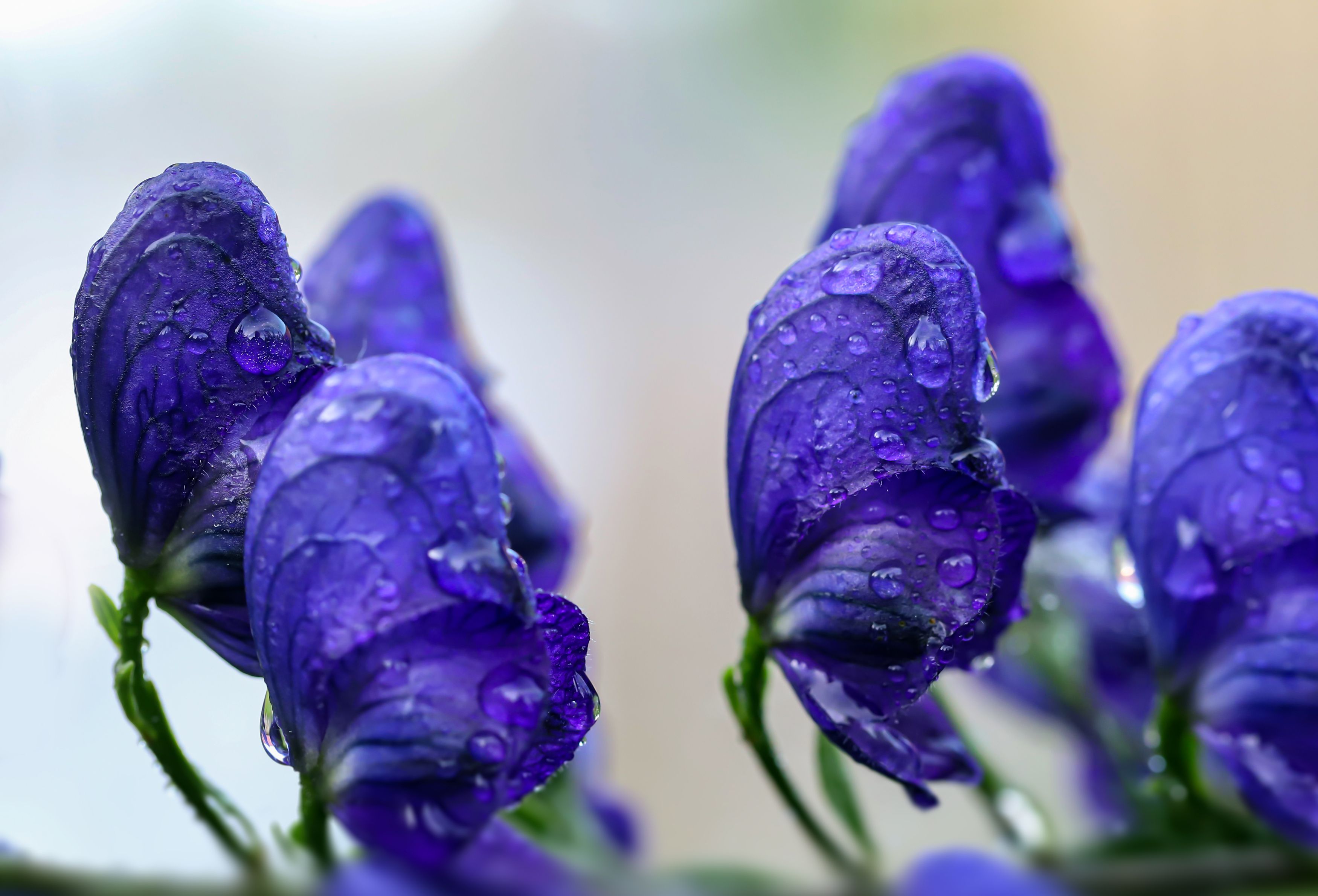 blue, decoration, garden, flowers, rain drop, DZINTRA REGINA JANSONE