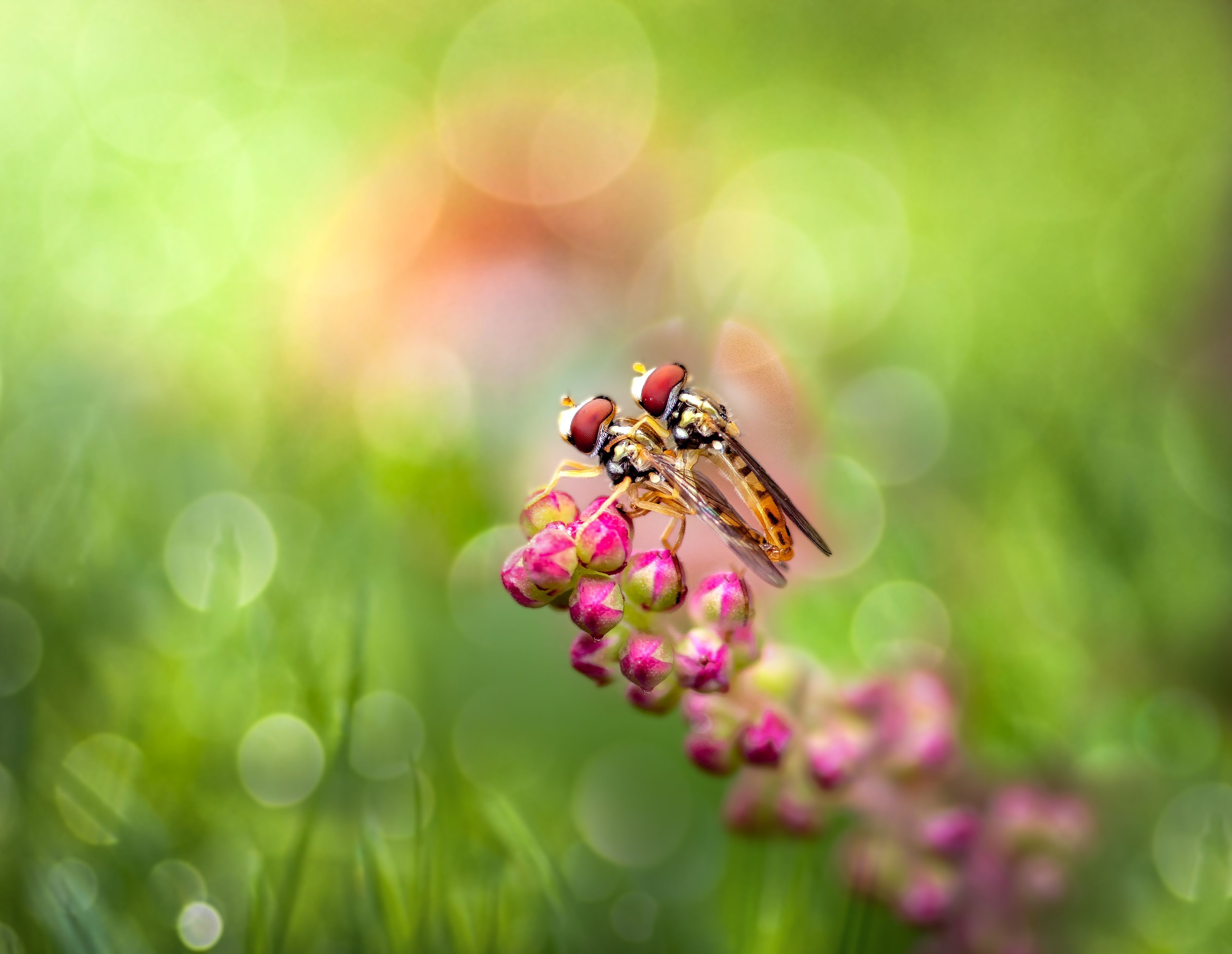 insect, hoverfly, hoverflies, bokeh, drops, dew, rain, droplet, bug, bugs, leaf, grass, macro, spring, love,, Atul Saluja