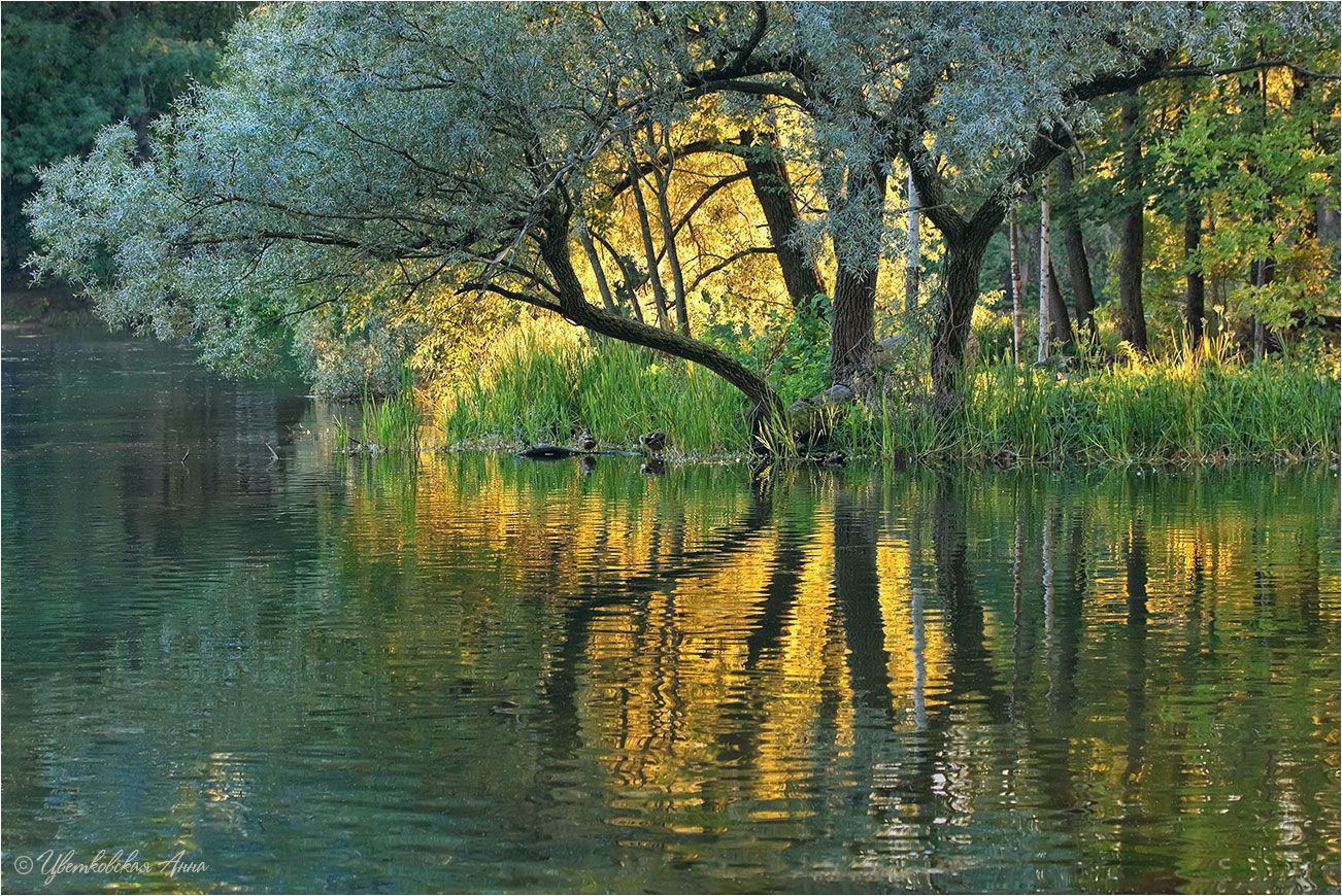 природа, дерево, отражение, пруд, гатчина, свет, Анна Цветковская
