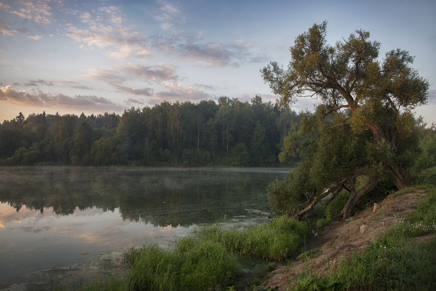 берег, дерево, озеро, лес, лето, Сергей Аникин