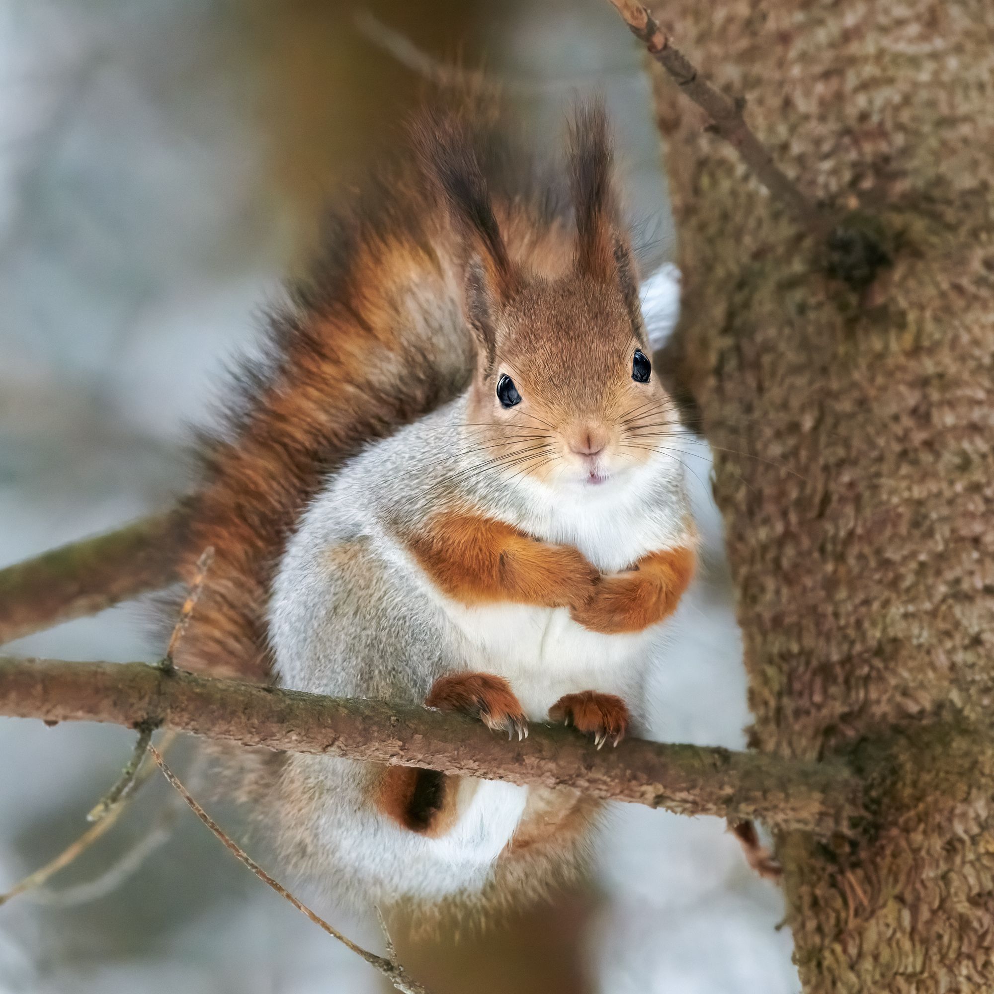 #animal #wildlife #nature #wildlife_photography, Александр Семенов