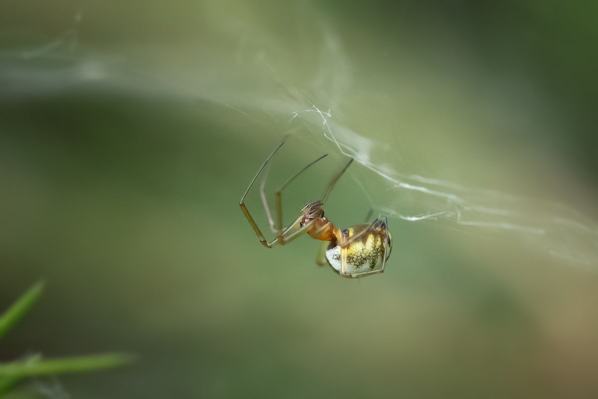 паук, макро, паутина, лес, spider, macro, web, forest, Хилько Марина