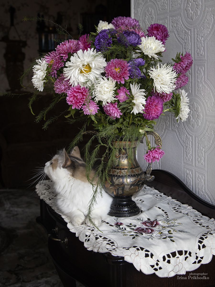 натюрморт, цветы, букеты, астры, осень, кошка, домашние животные, Приходько Ирина