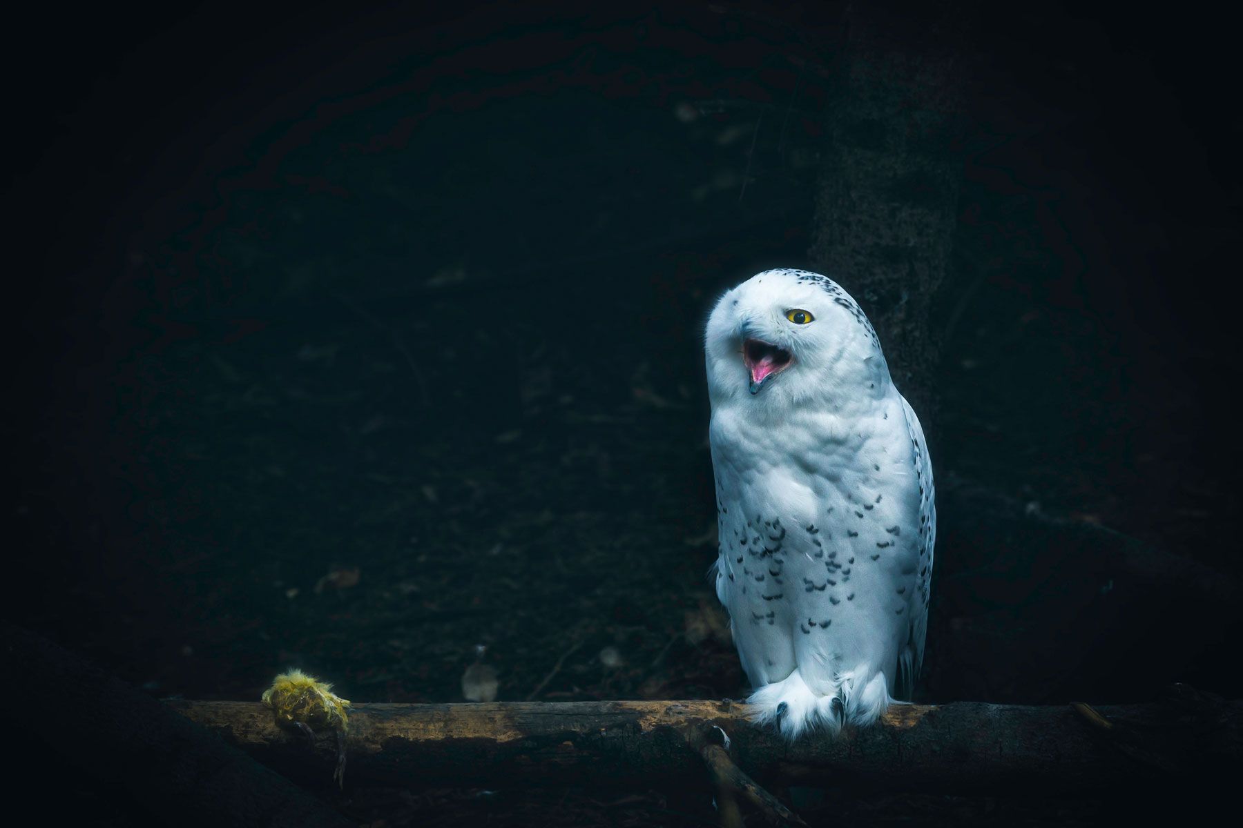 owl, snow owl, animal, wildlife, mouse, food, nature, portrait, detail, Zhao Huapu