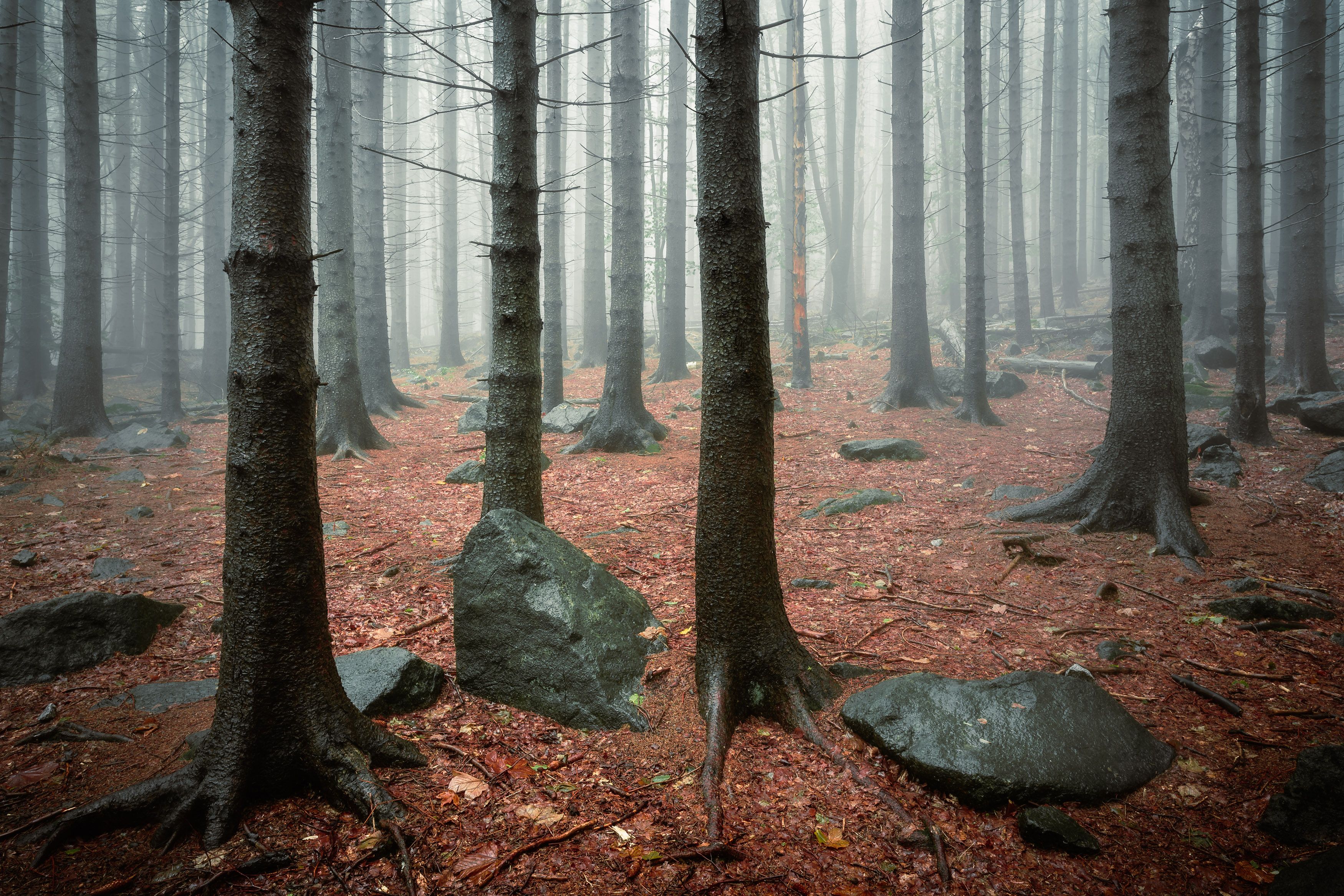 forest, trees, park, fog, rain, magic, rocks, green, summer, landscape, Tomasz Myśliński