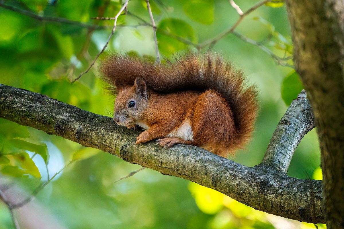Red squirrel, wildlife, nature, Wojciech Grzanka