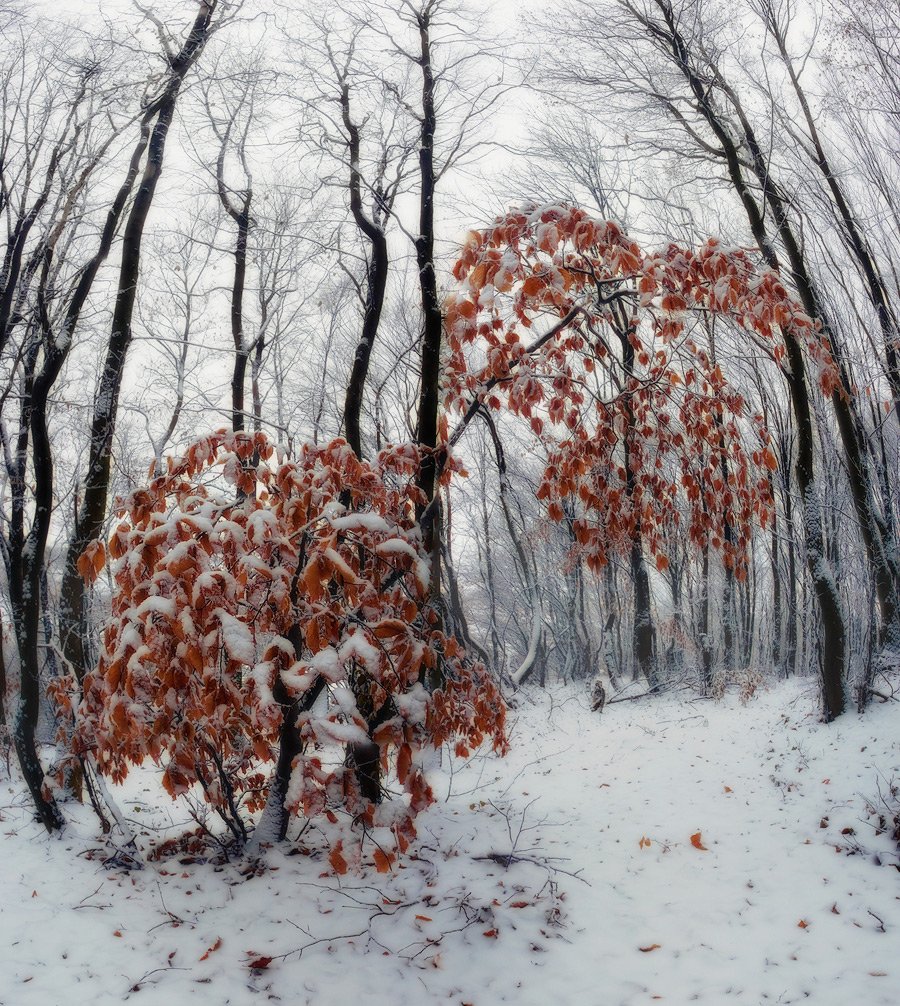 зима, лес, дерево, снег, Владимир