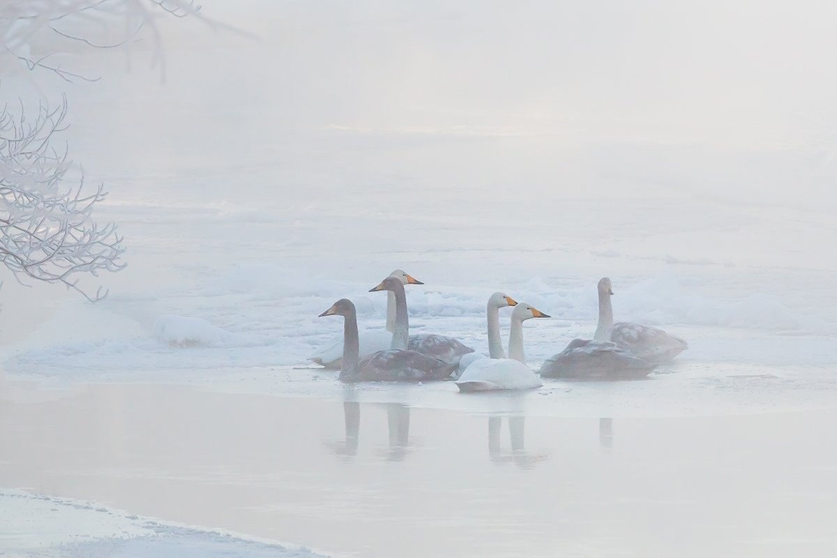 камчатка, река, зима, лебедь, Денис Будьков