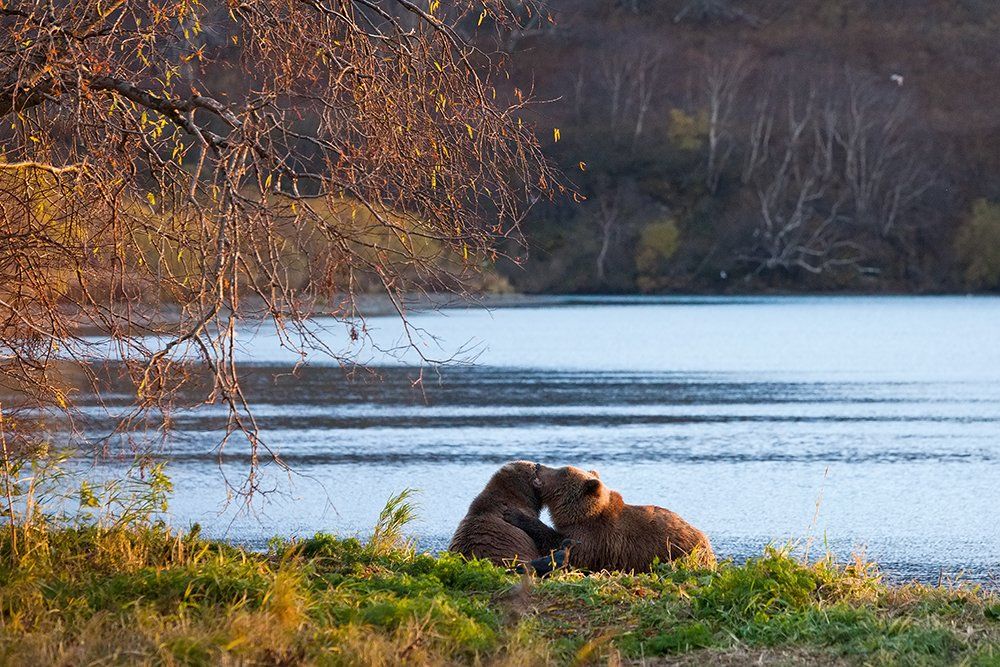 Wildlife, Камчатка, Курильское озеро, Сергей Краснощёков