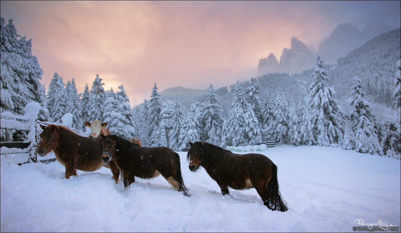 Alps, Dolomites, Horses, Italy, Snow, Sunrise, Andrew Thrasher