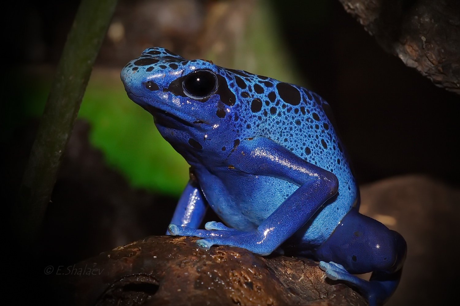 Blue poison dart frog, Dendrobates azureus, Frog, Амфибии, Древолаз, Древолаз голубой, Лягушка, Евгений