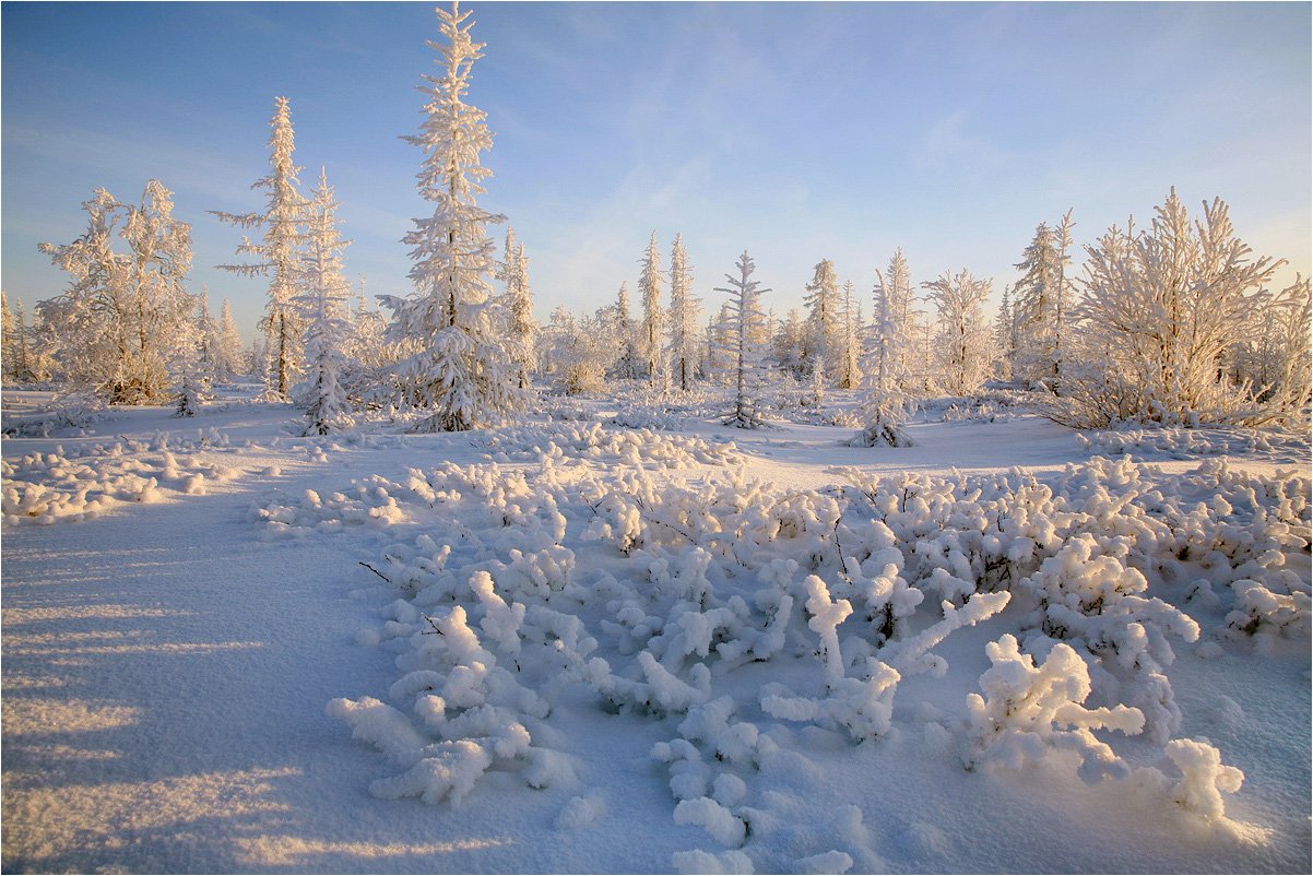 зима, снег, тундра, ямал, холод, лиственницы, -25,, Victor Pechenev