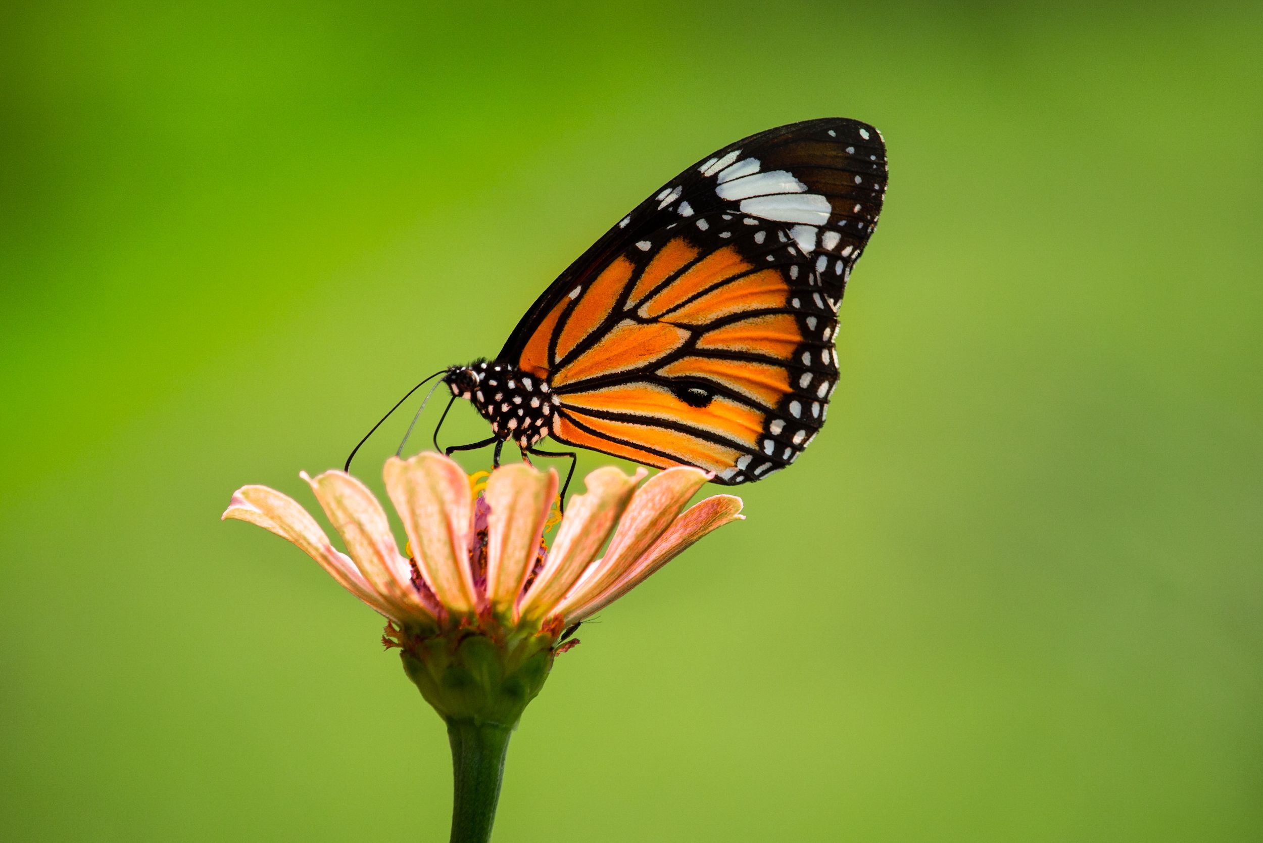 #macro #butterfly #insect #photography # naturephotography, Shadab Ishtiyak