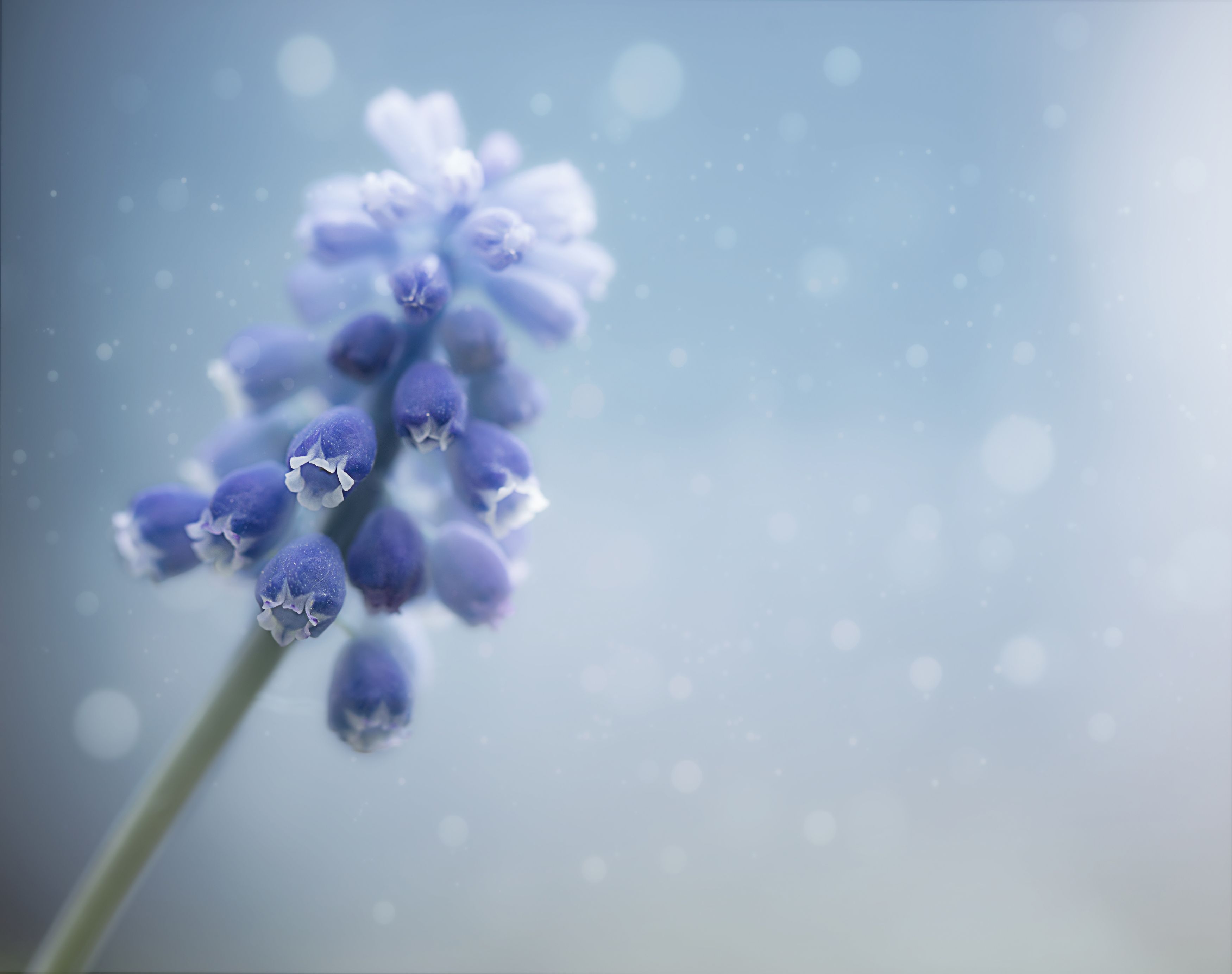 blue, macro, flowers, spring, цветы, макро, Мария Обидина