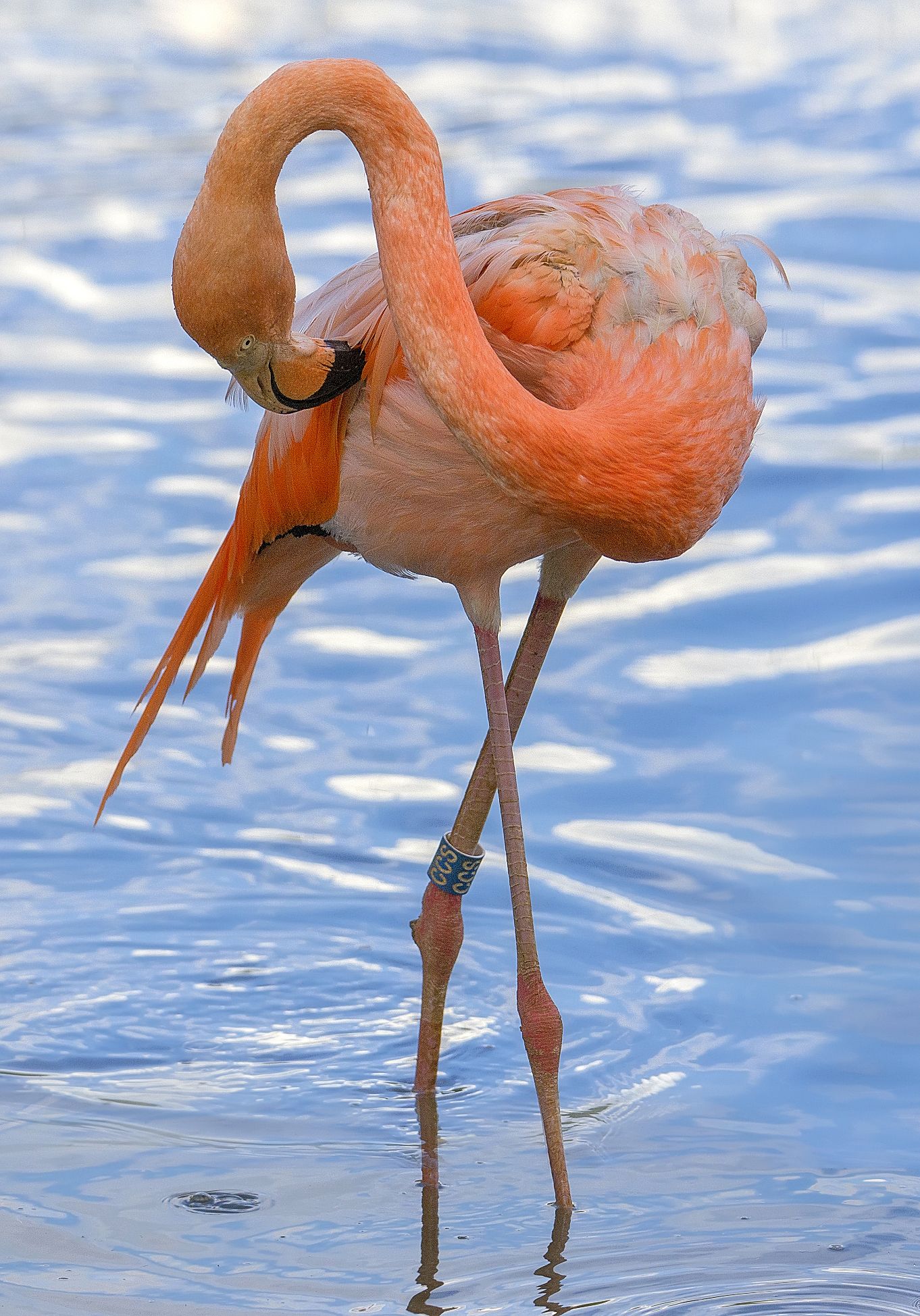 птица, фламинго, розовый, вода, грация, Сергей Аникин
