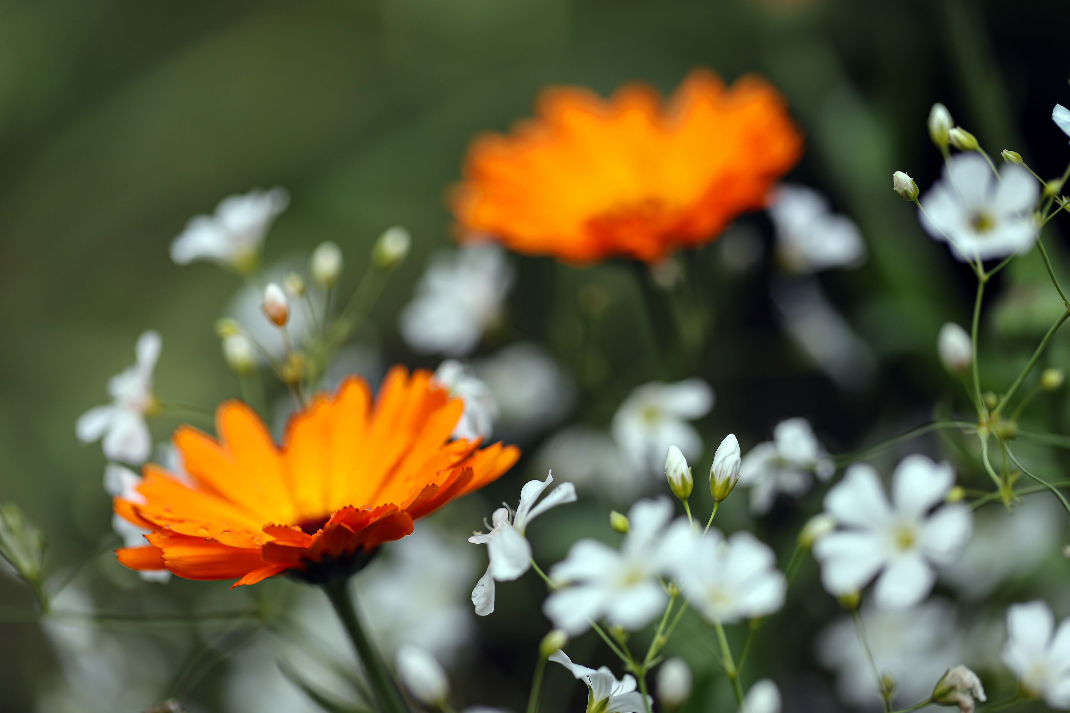 orange,  white flowers,  the garden, nature, close-up, DZINTRA REGINA JANSONE