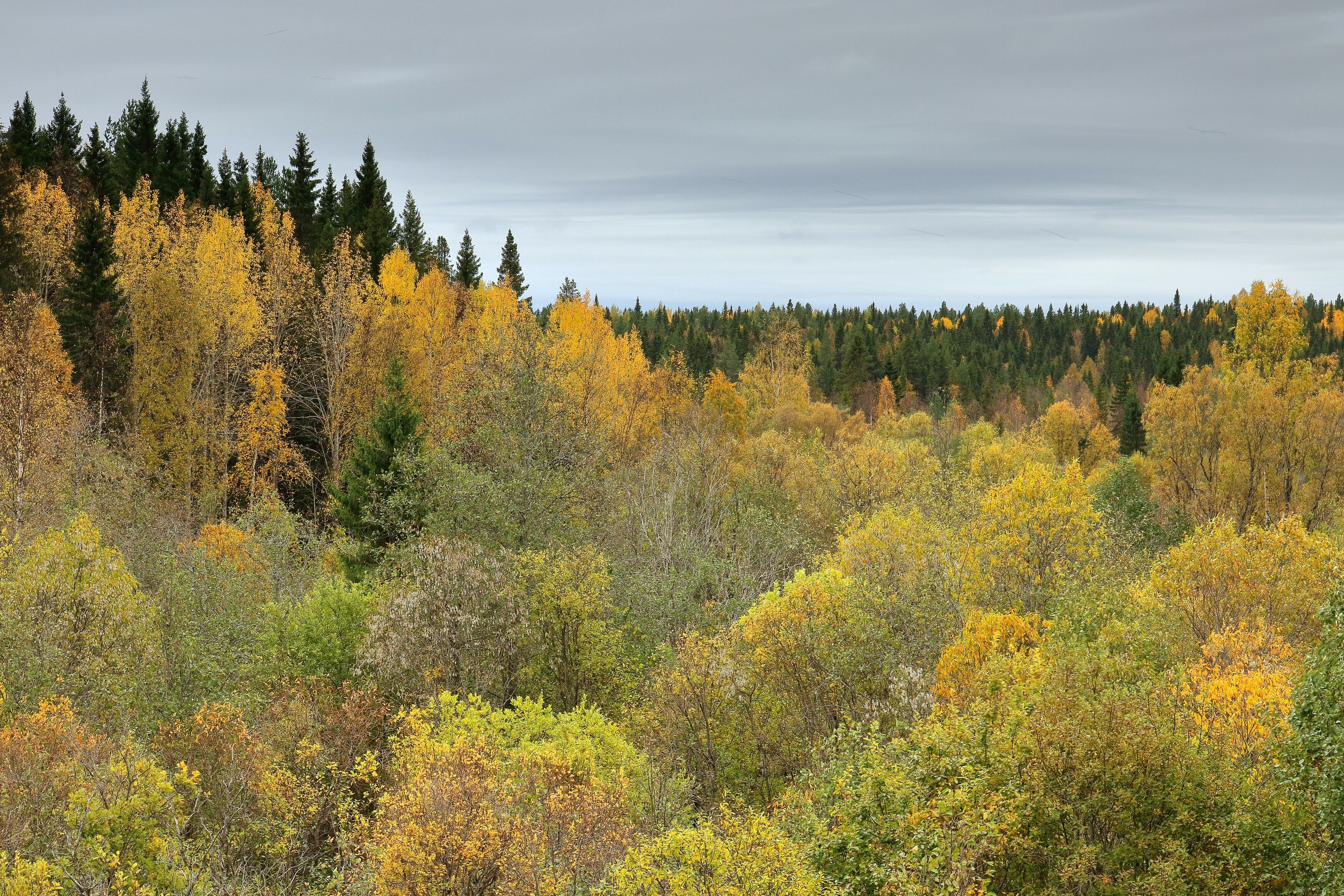 природа, осень,  север, деревья, листва, лес, тайга, Титов Александр