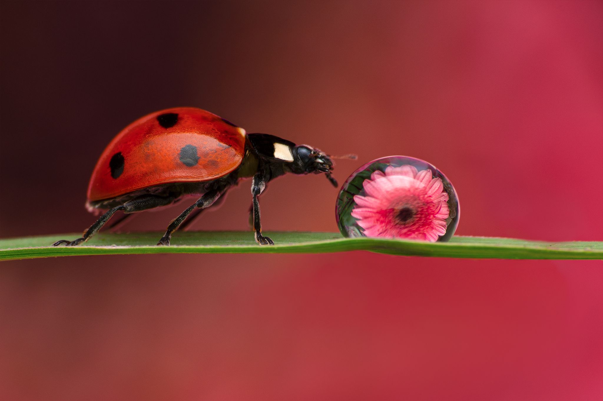 ceclii, macro, Tsvetan Ganev