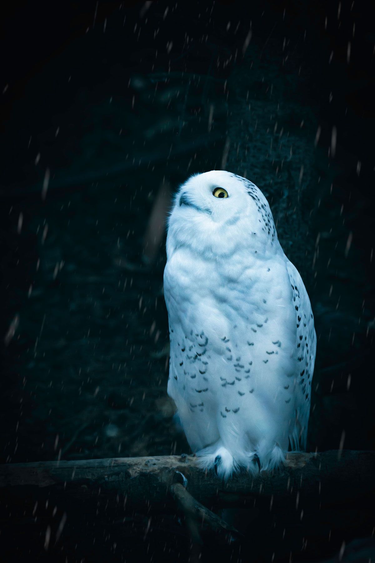 snow owl, owl, wildlife, animal, snow, portrait, nature, Zhao Huapu