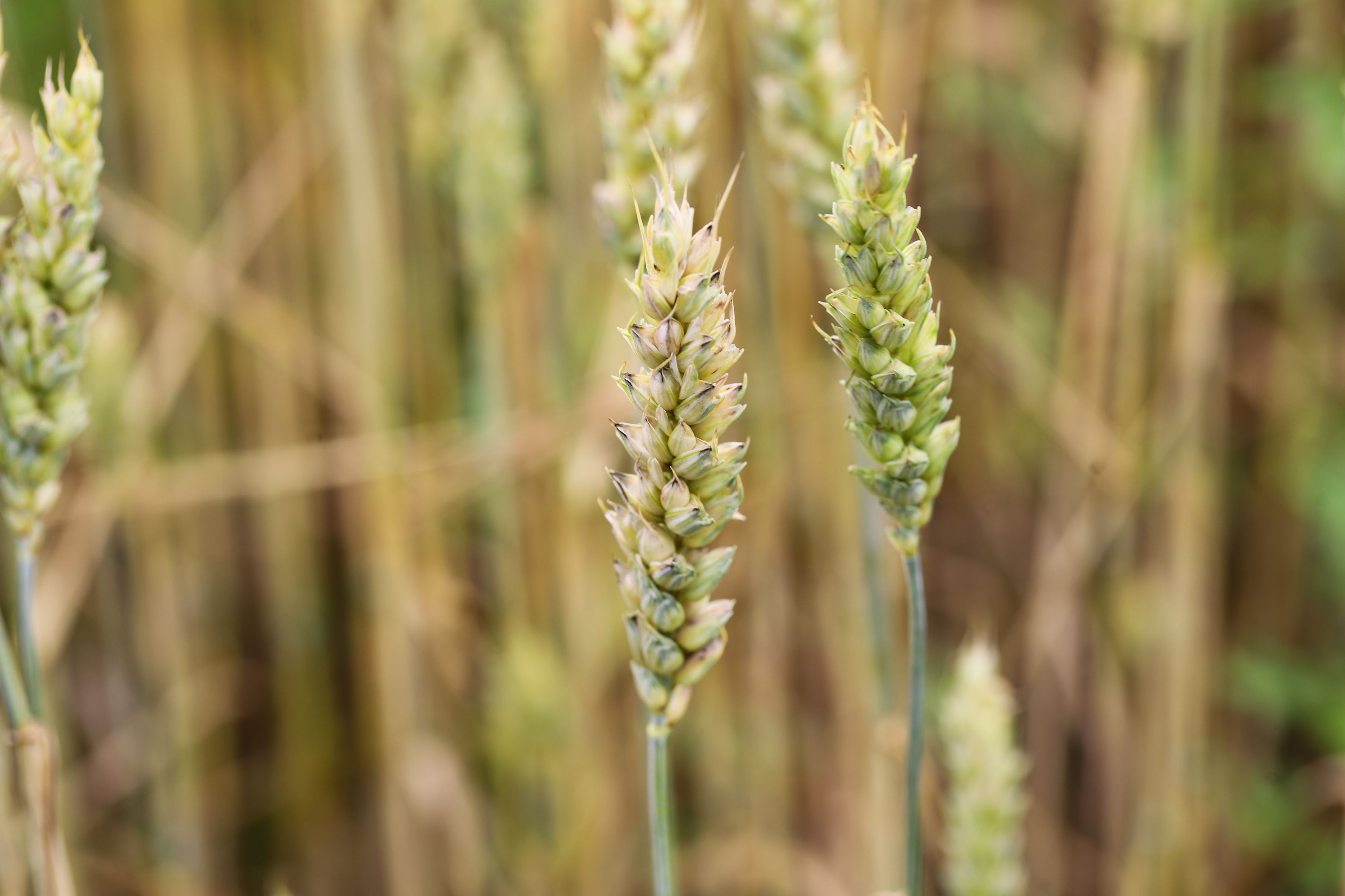 ears of rye, harvest, autumn, bread, food, landscape, fields, DZINTRA REGINA JANSONE