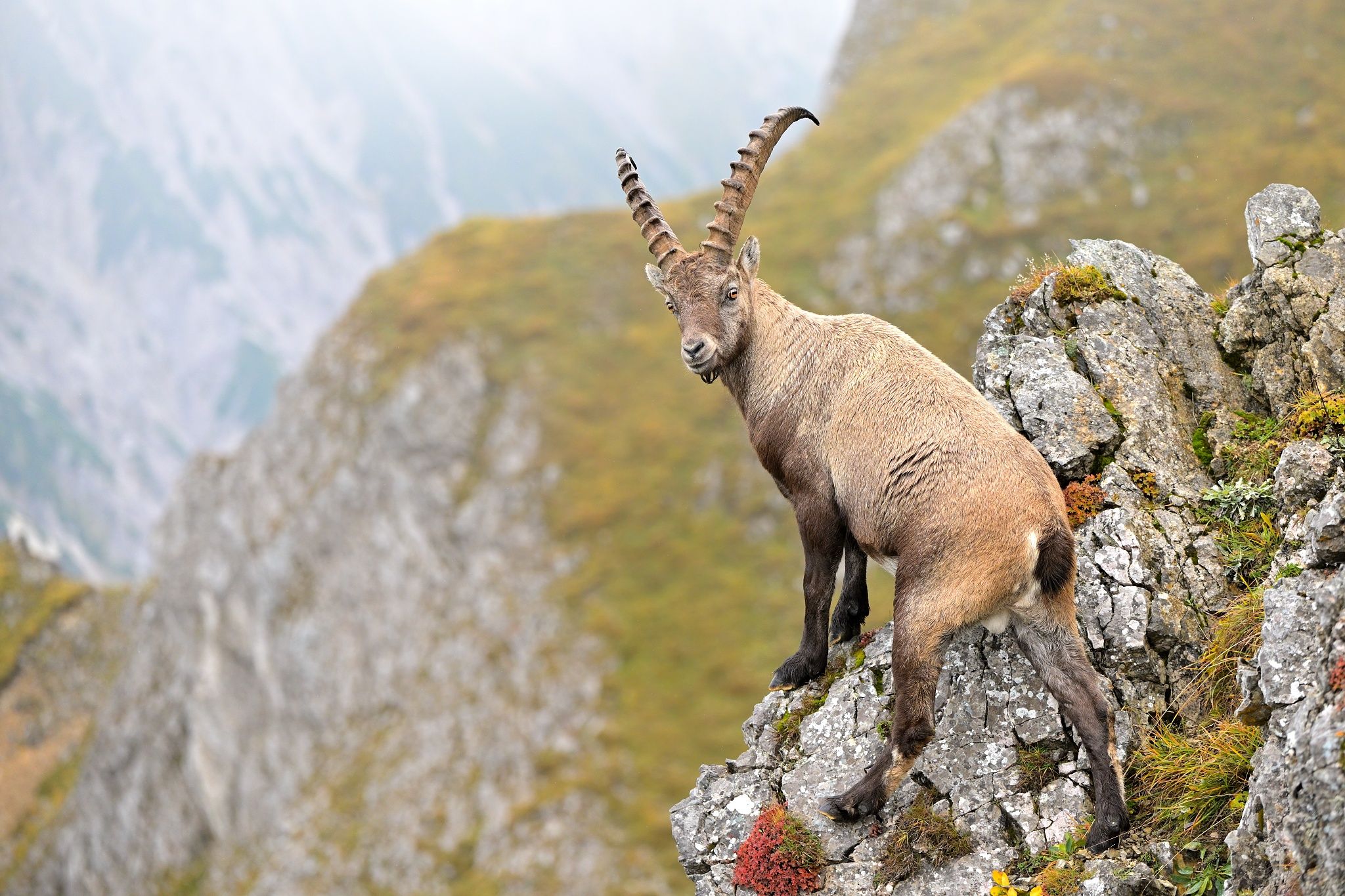 alpine, austria, capra ibex, wildlife, Ľubomír Novák ٿ