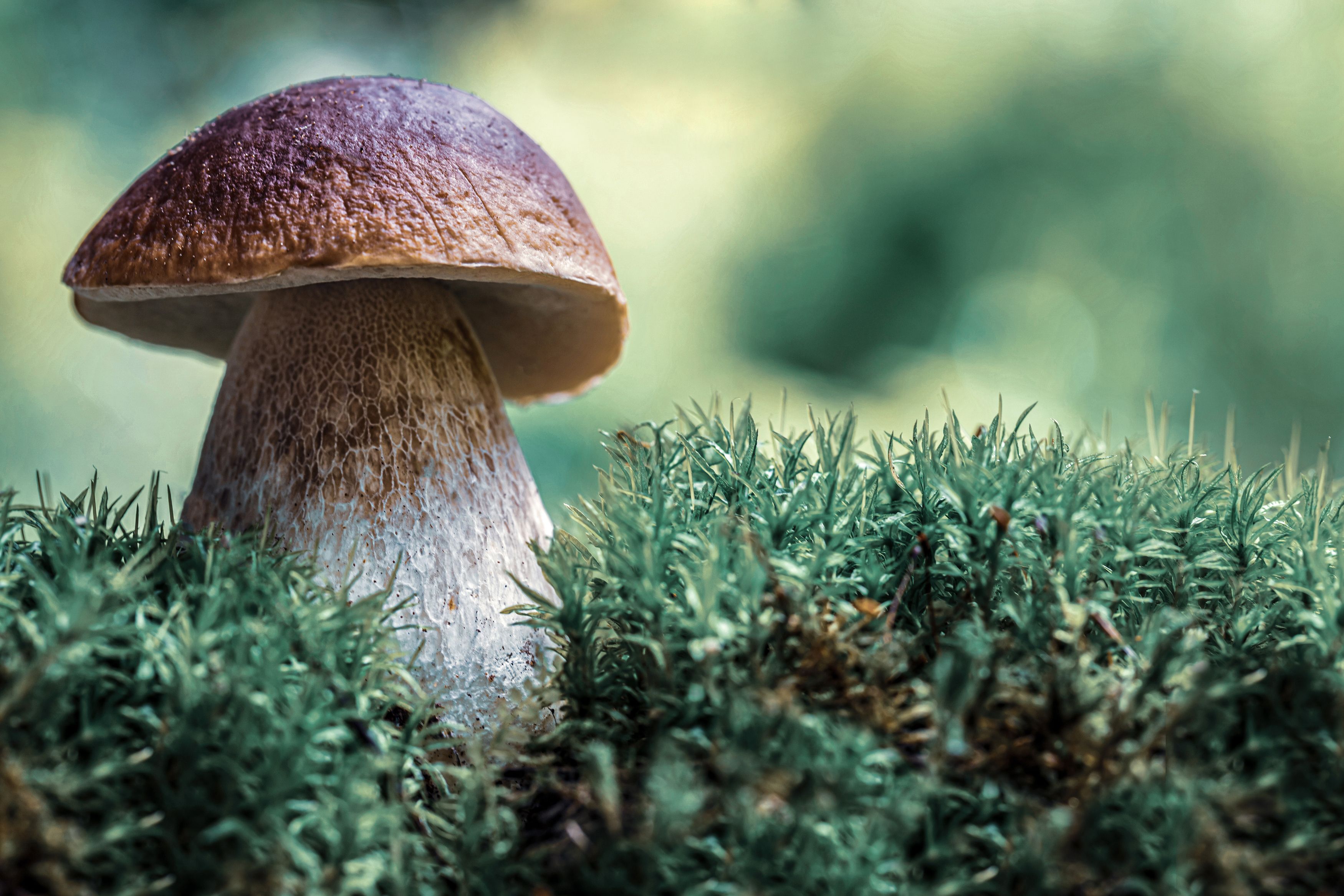 forest, mushroom, nature, macro, лес, природа, макро, грибы, Мария Обидина