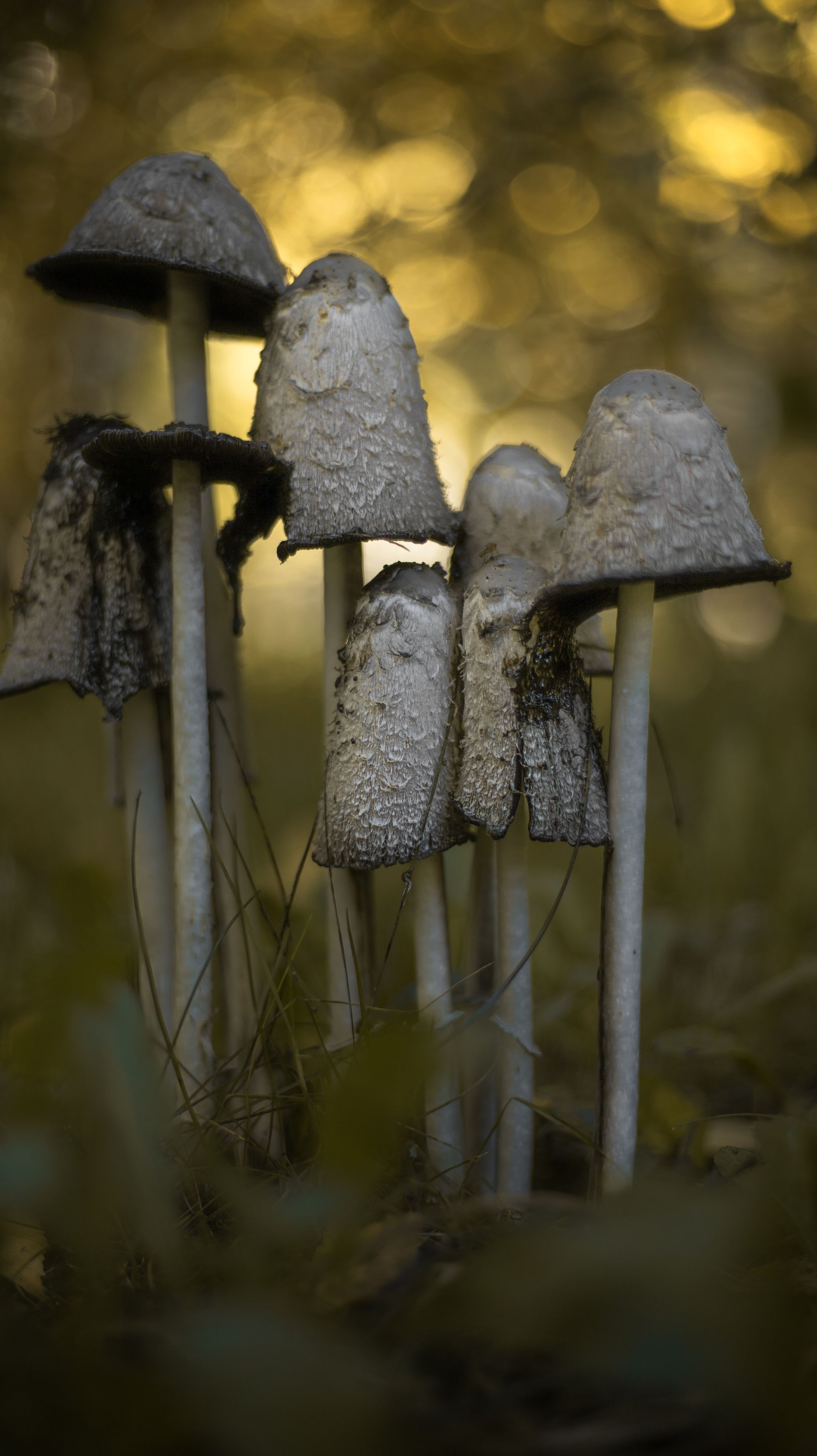 макро, осень, лес, грибы, боке, macro, autumn, forest, mushroom, bokeh, Мария Обидина