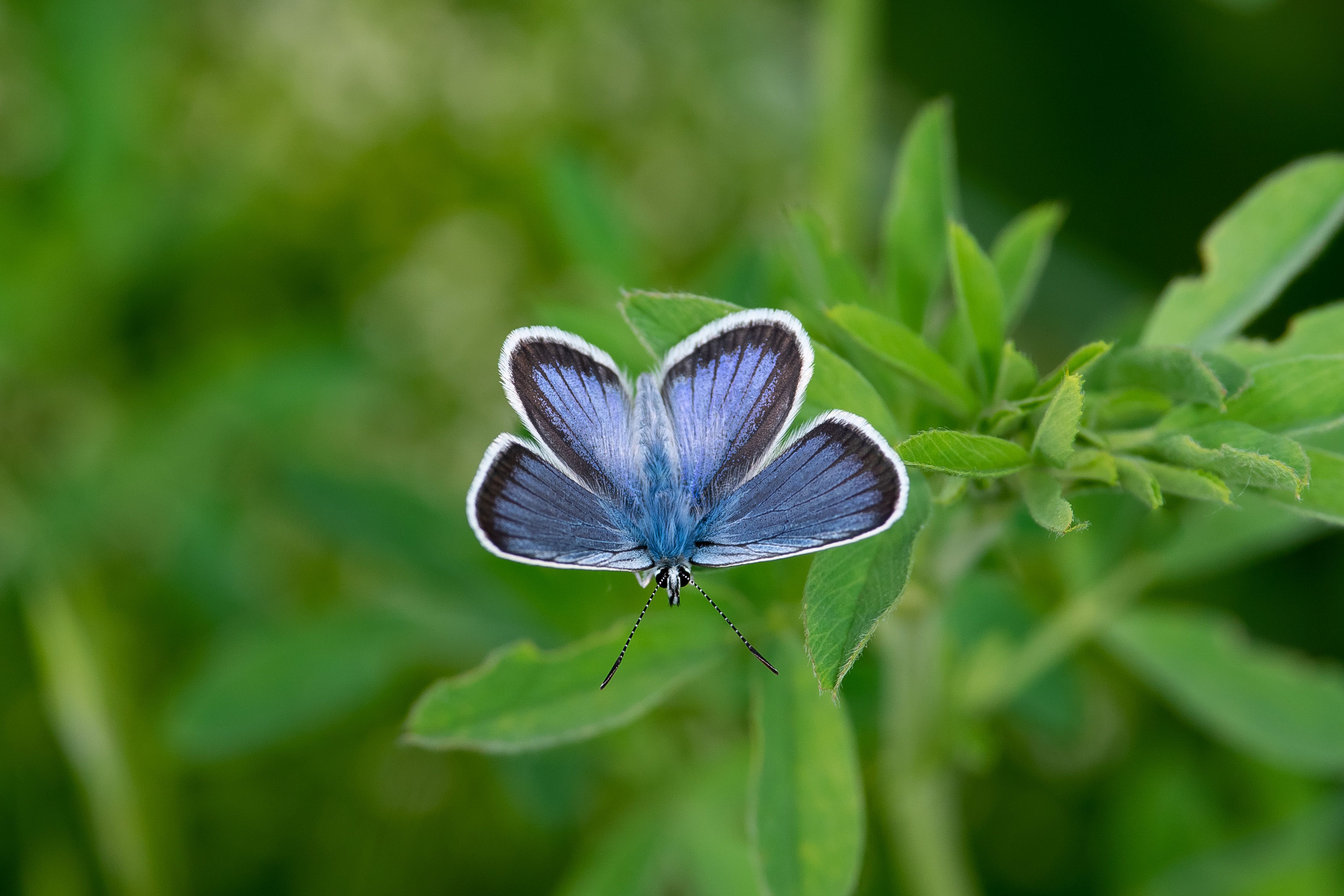 Common blue, volgograd, russia, wildlife, butterfly, Polyommatus icarus, , Сторчилов Павел
