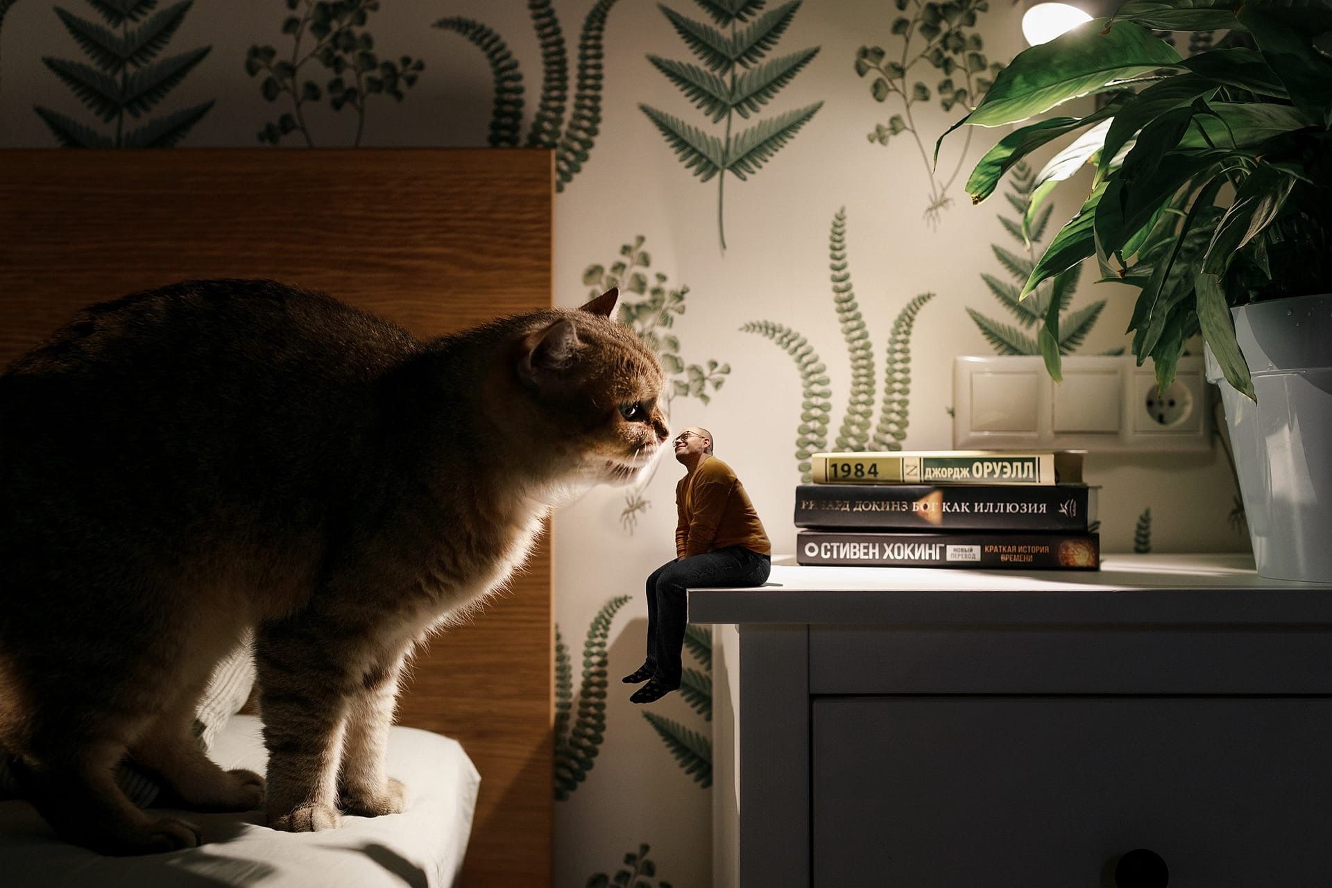 кот, животные, кошка, человек, фотошоп, минимализм, книги, миниатюра, ночь, Данилкин Геннадий