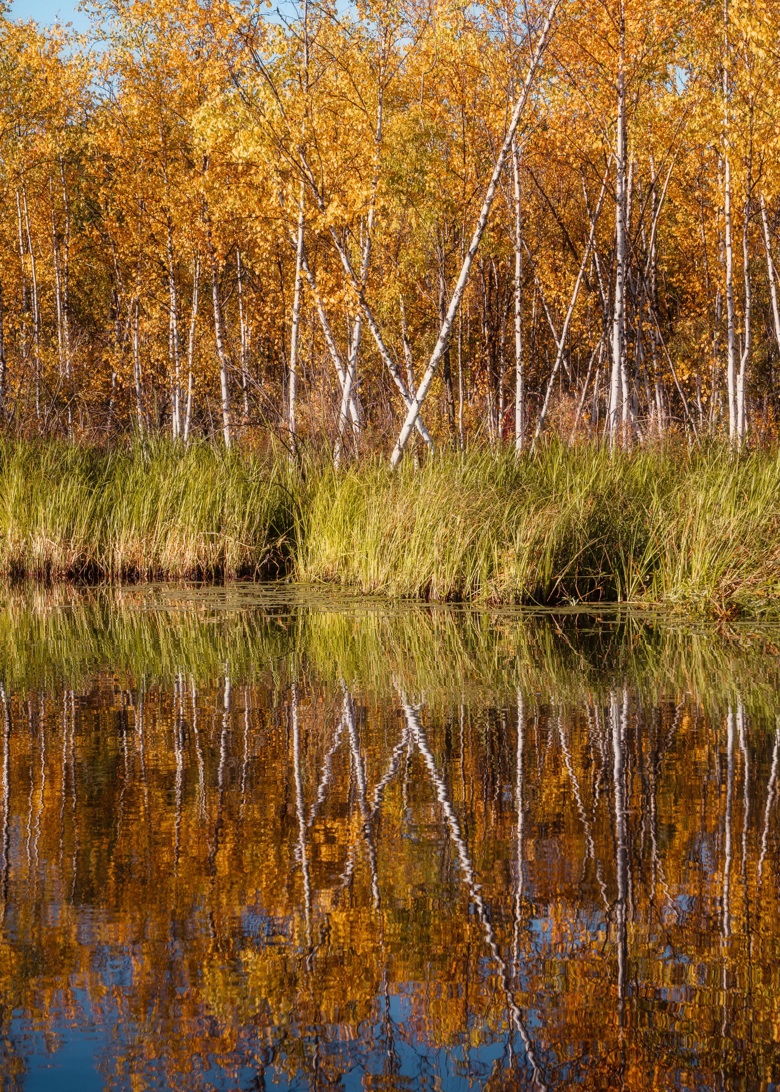 осень отражение озеро этюд autumn lake leaves reflection, Важенин Евгений