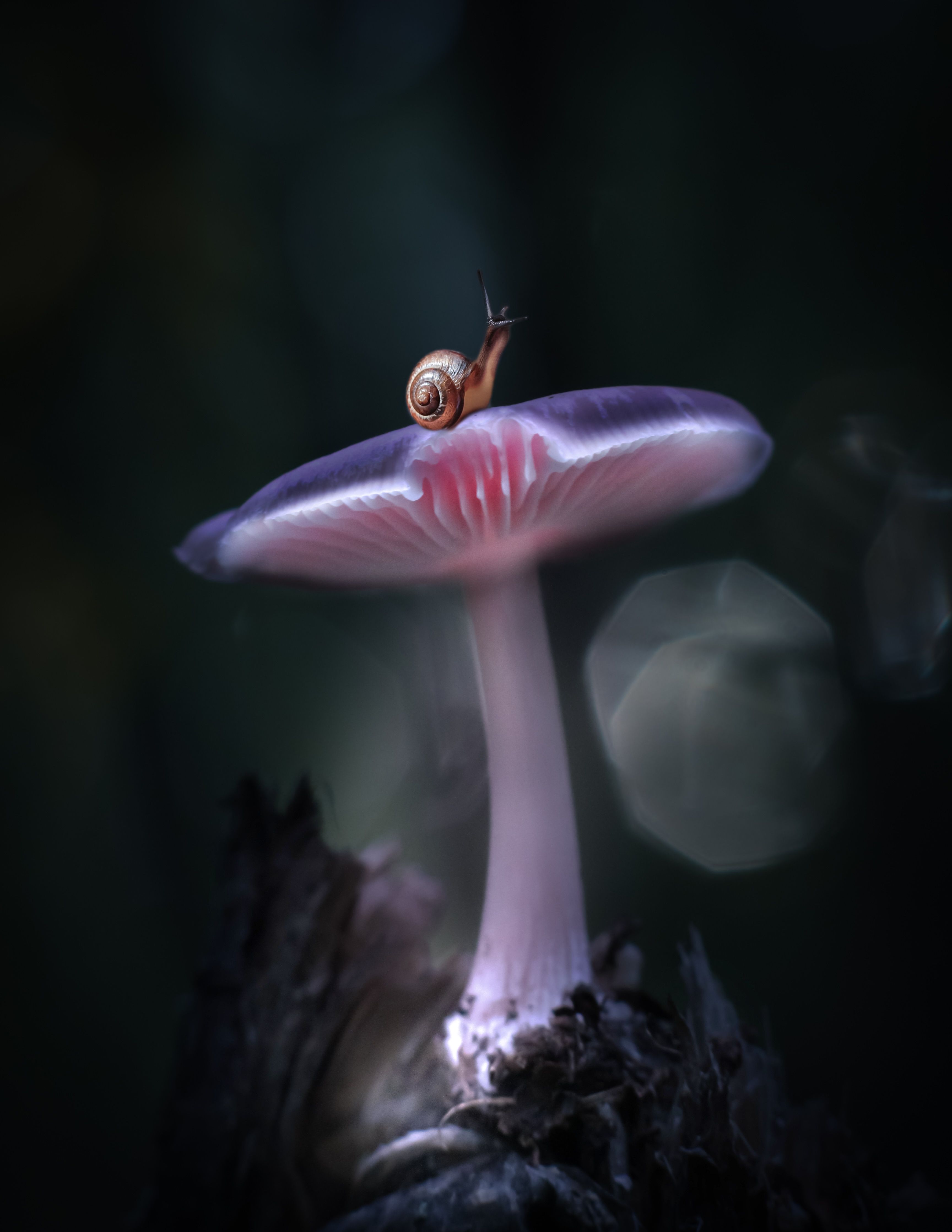 #гриб #грибы #лес #улитка #природа, Юлия Хворостяная