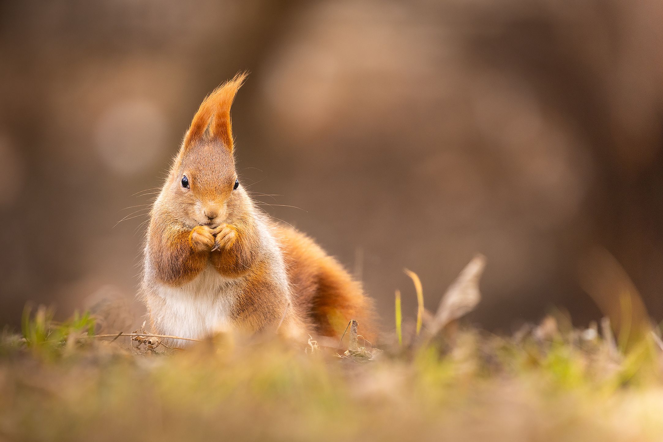 , Robert Adamec