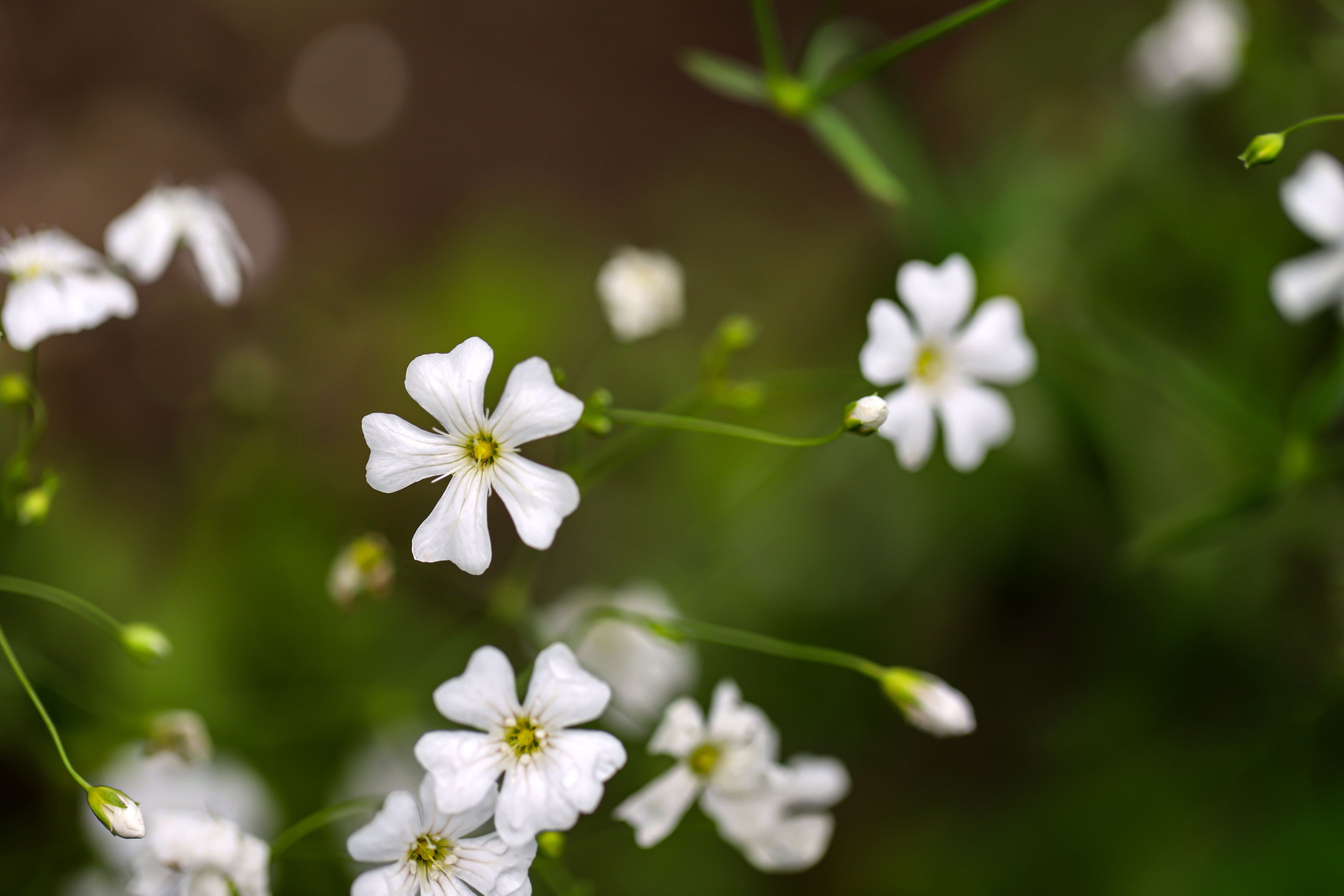 white ,small  meadow  flowers,nature,, DZINTRA REGINA JANSONE