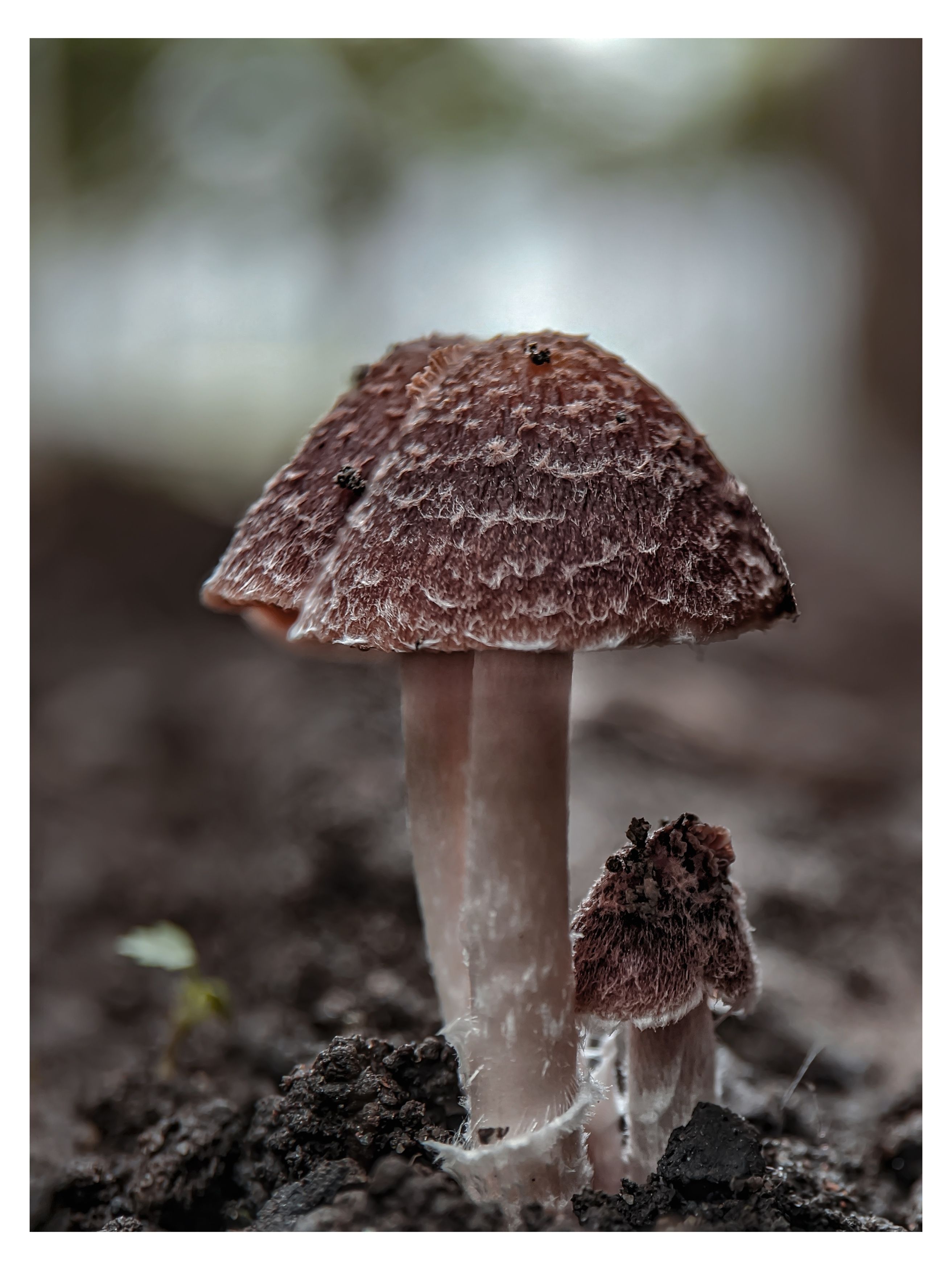 #xiaomi, , #mobilephotography, #macro, #mushroom, #fungi, #nature, Qvaraia Rati