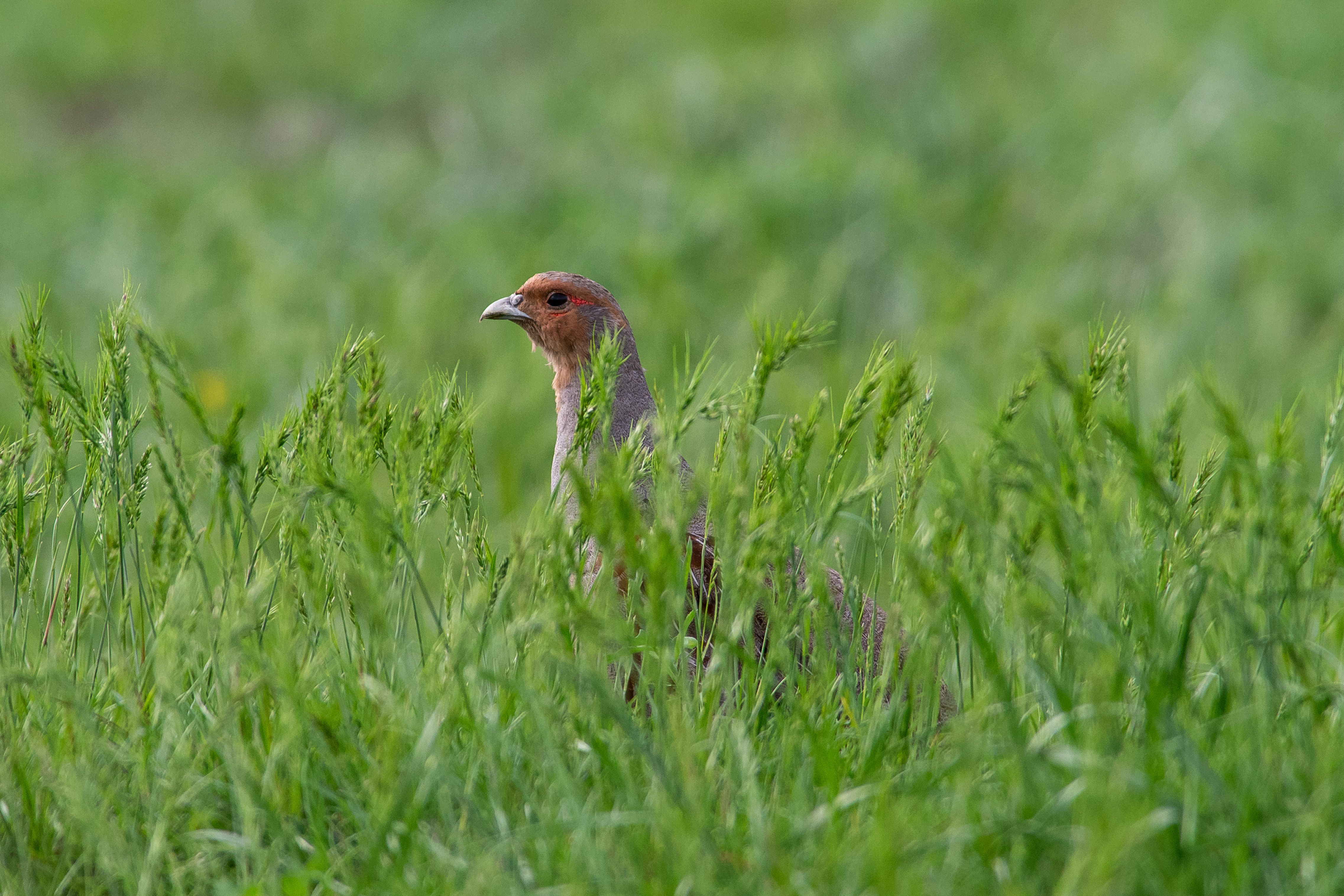 Grey partridge, perdix, perdix perdix, volgograd, russia, wildlife, bird, birds, birdswatching, , Сторчилов Павел